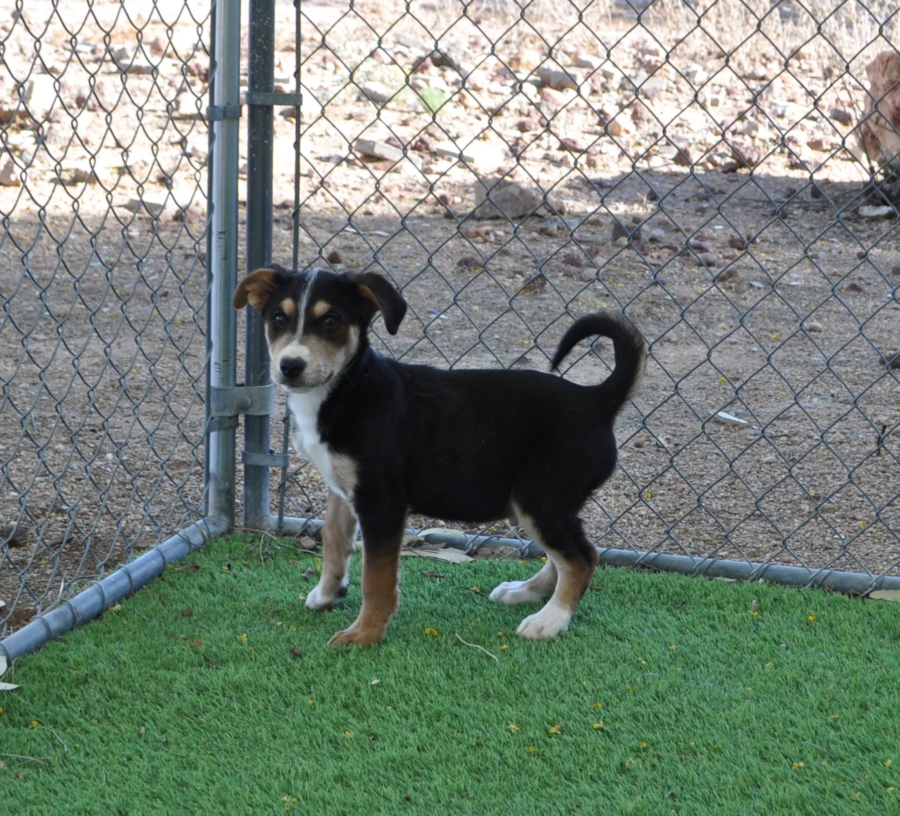 Enlarge Wilder, a ADOPTABLE mixed breed in Apache Junction, AZ image 2/4