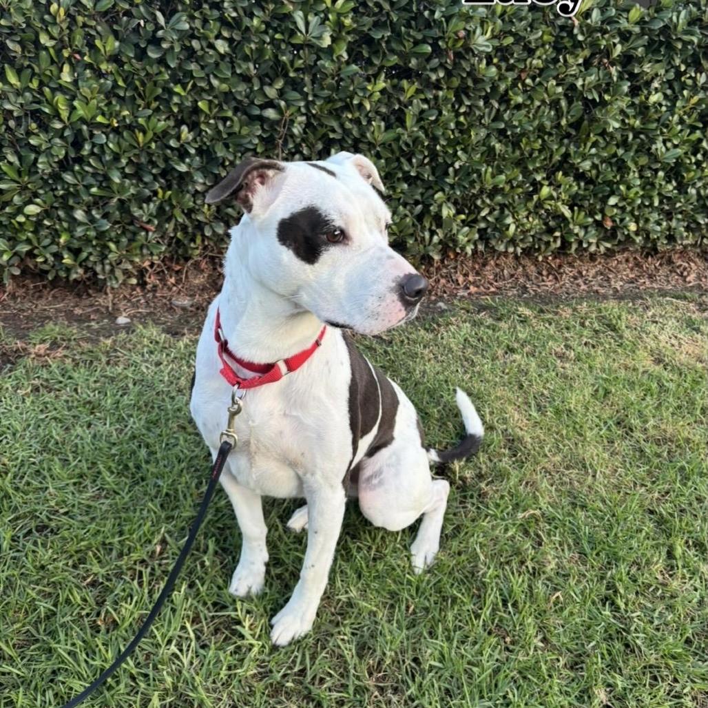 Lucy, Adoptable, Adult Female American Staffordshire Terrier.