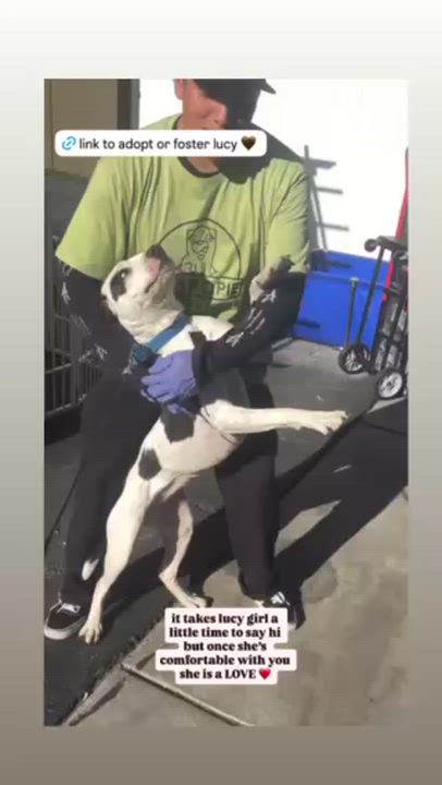 Enlarge Lucy, a Adoptable American Staffordshire Terrier in Rancho Santa Margarita, CA video 3/6