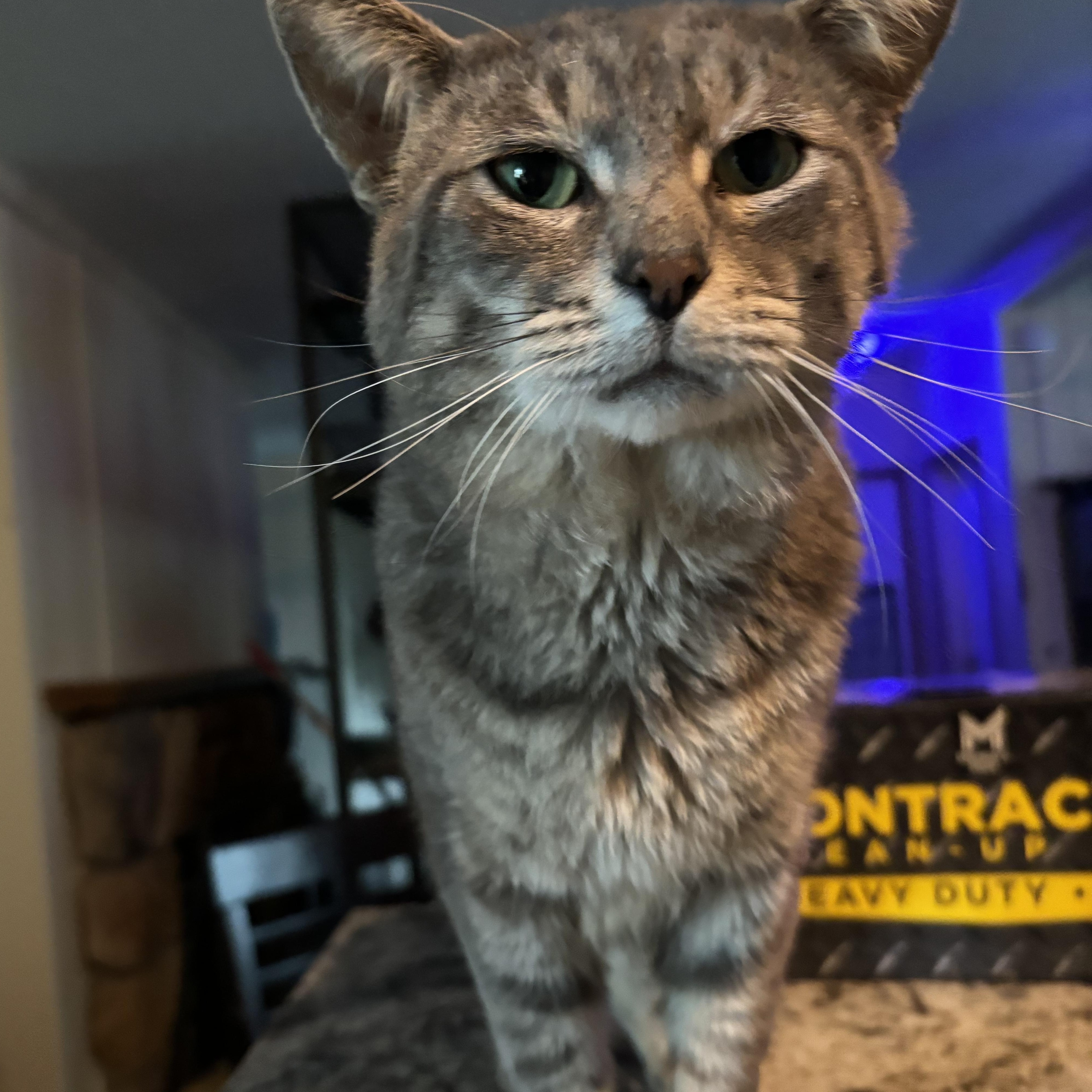 Crab Rangoon (FIV+), Adoptable, Adult Male Domestic Short Hair.