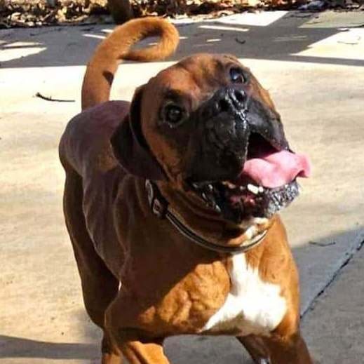 Chewy, Adoptable, Adult Male Boxer.