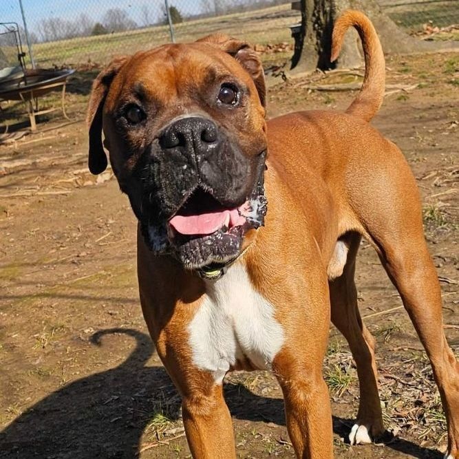 Chewy, a Adoptable Boxer in Athens, AL image 3/6