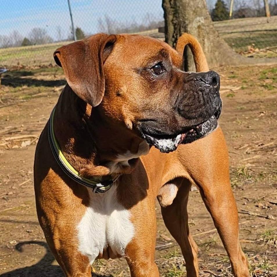 Chewy, a Adoptable Boxer in Athens, AL image 4/6