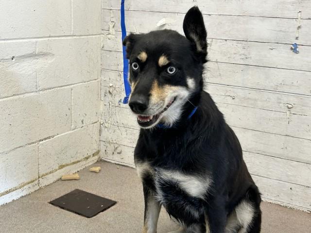 Enlarge MEADOW, a Adoptable mixed breed in San Bernardino, CA image 1/1