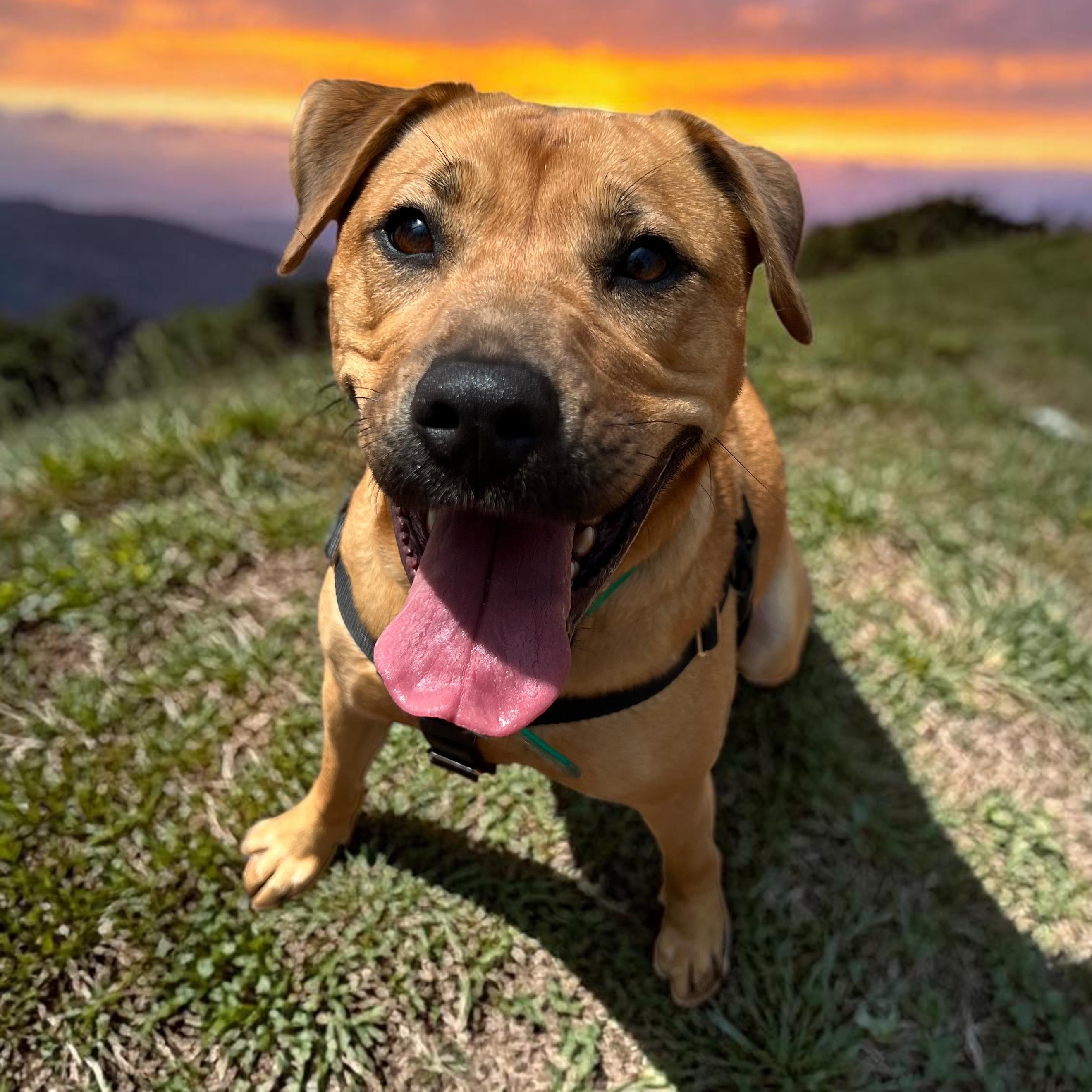 Enlarge Brandy , a ADOPTABLE mixed breed in Cedar Mountain, NC image 4/6