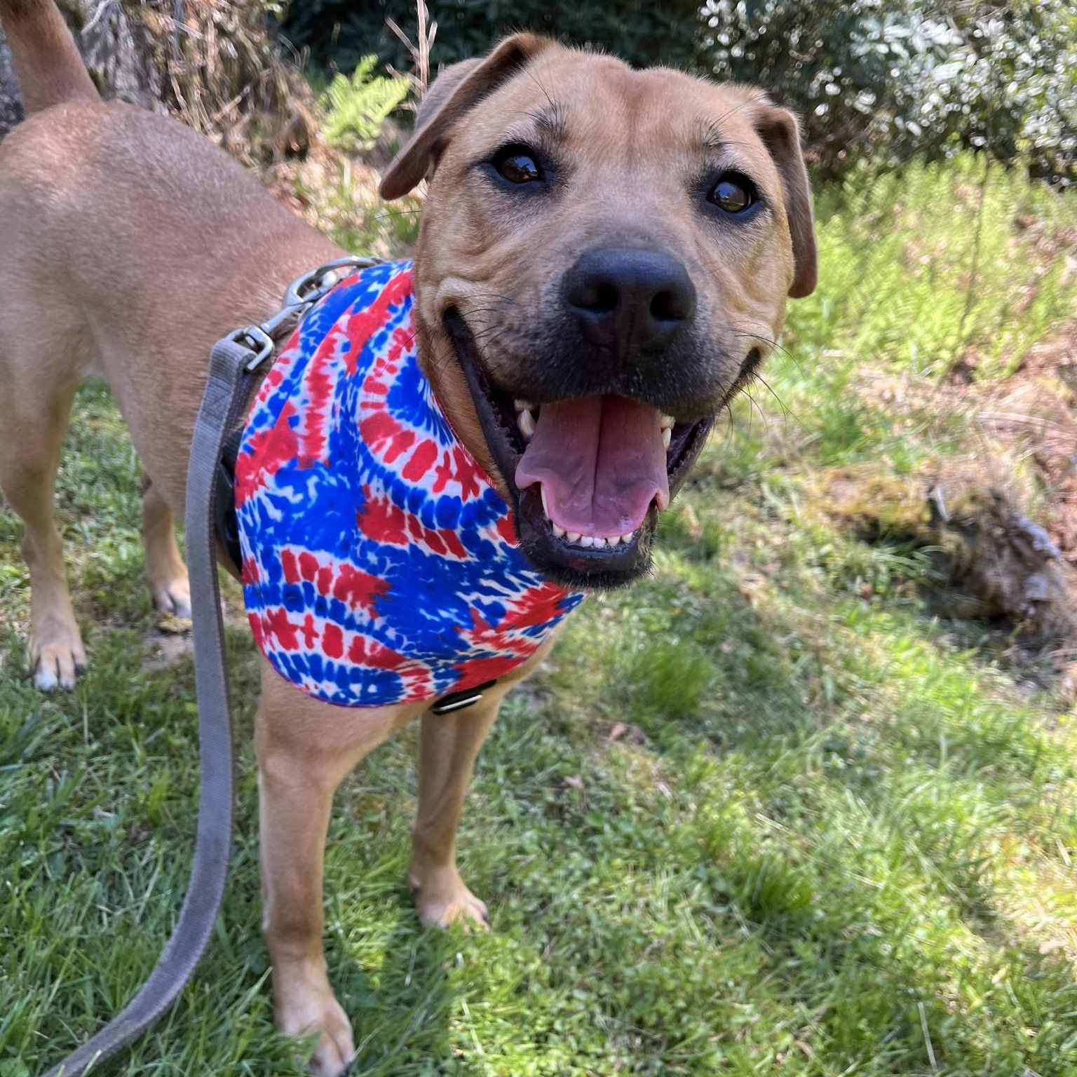 Enlarge Brandy , a ADOPTABLE mixed breed in Cedar Mountain, NC image 2/6