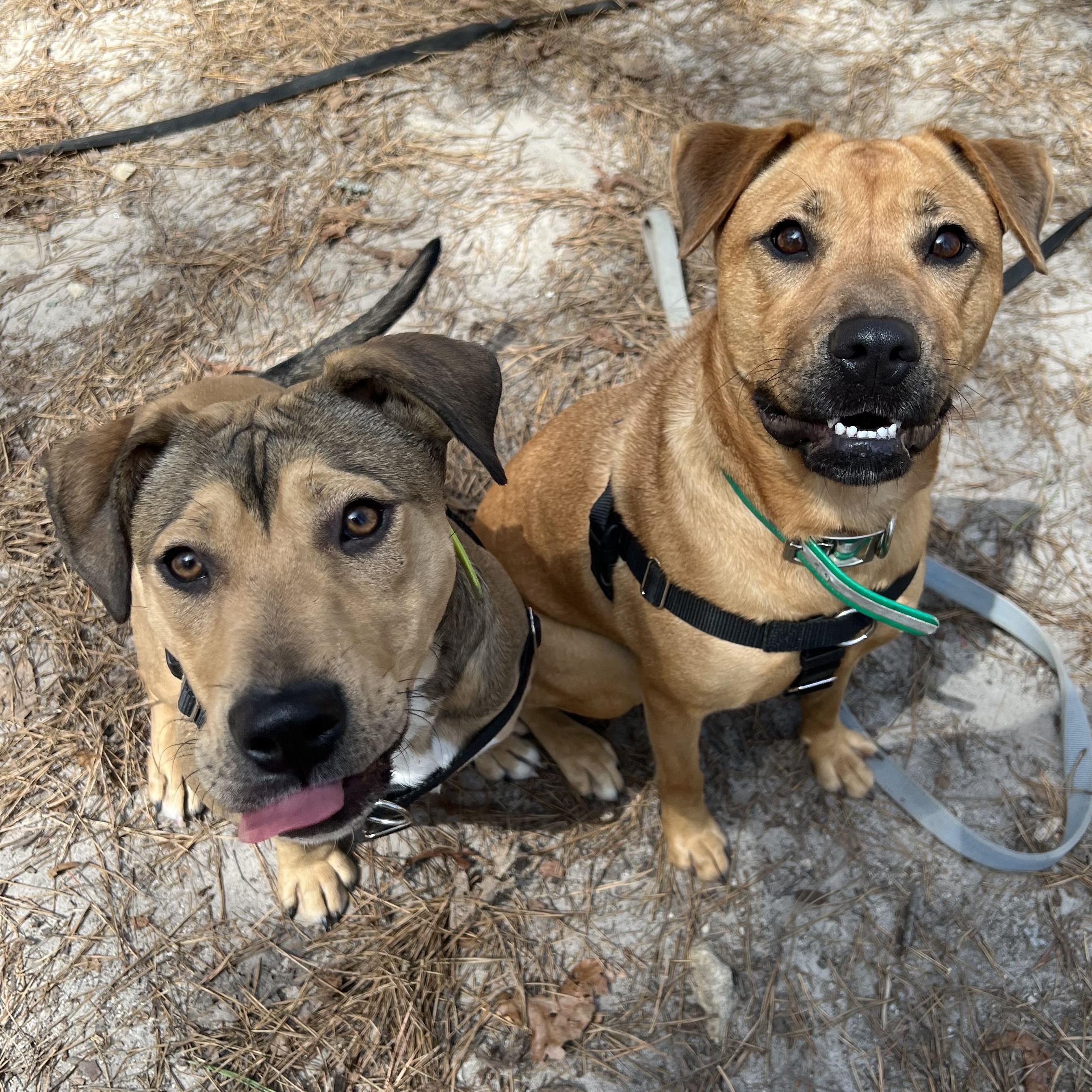 Enlarge Brandy , a ADOPTABLE mixed breed in Cedar Mountain, NC image 6/6