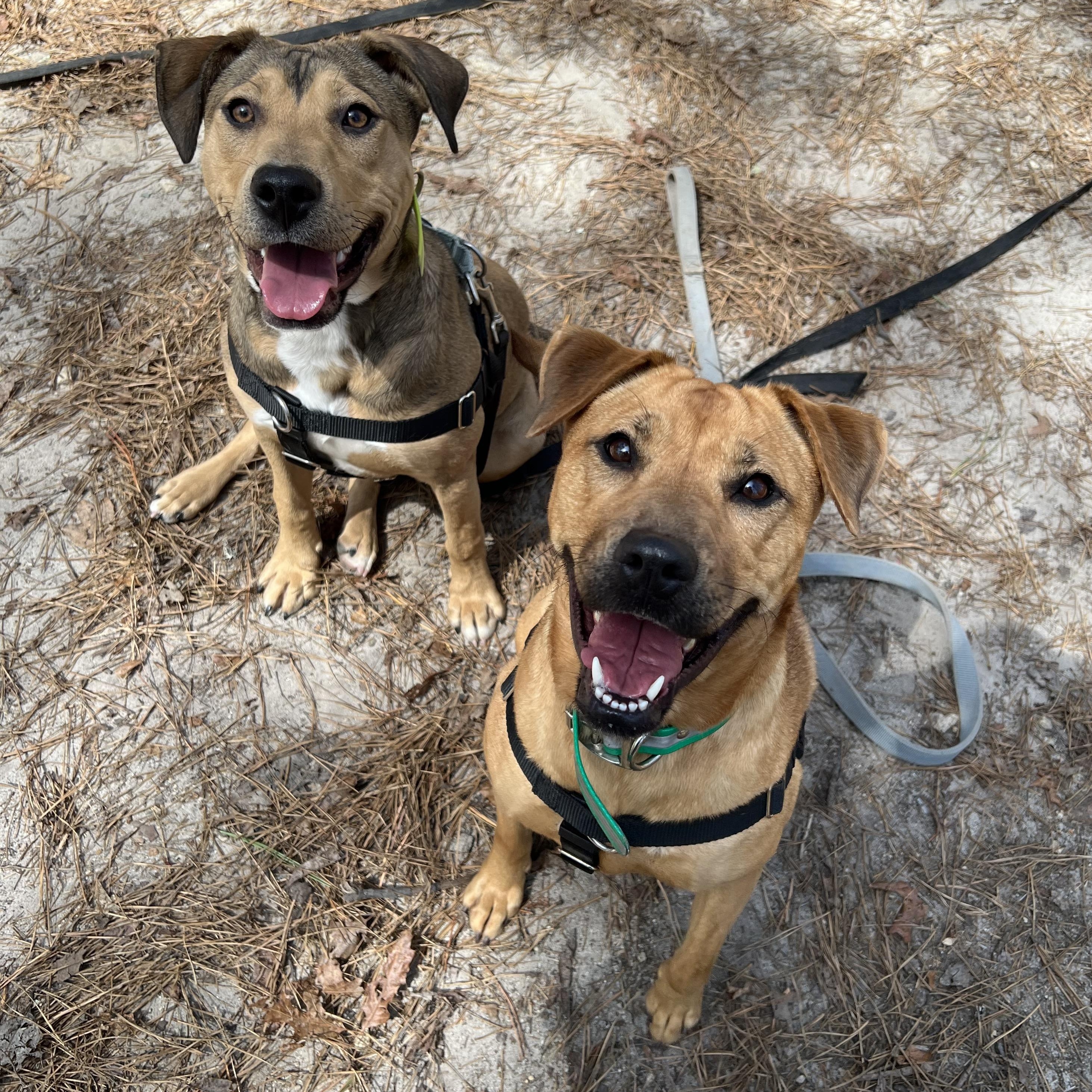 Enlarge Brandy , a ADOPTABLE mixed breed in Cedar Mountain, NC image 3/6
