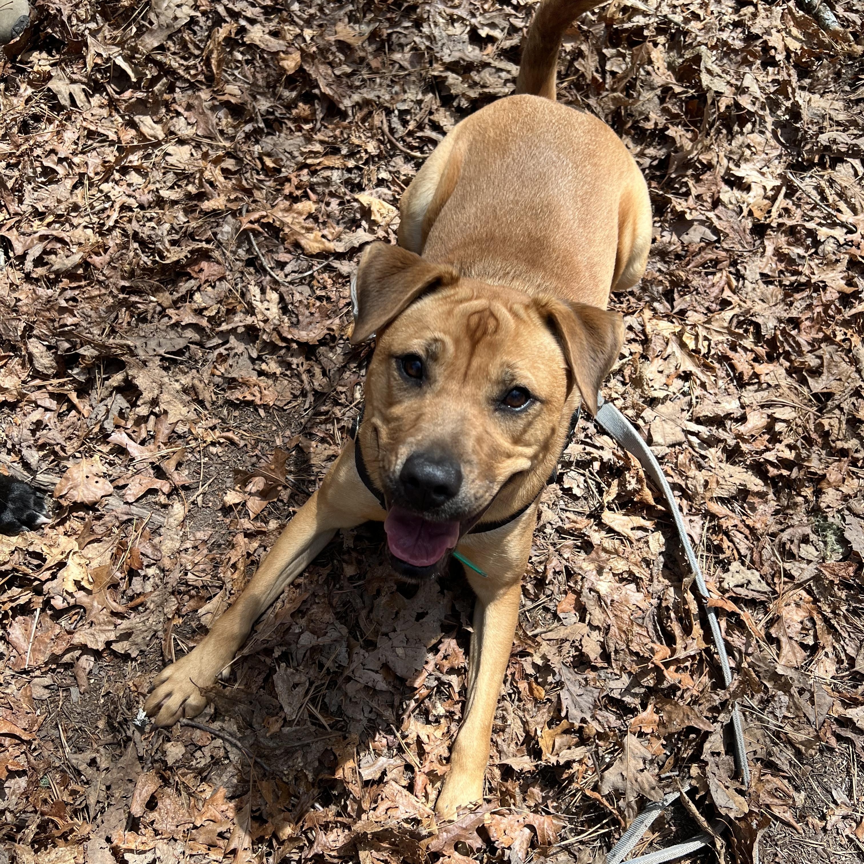 Enlarge Brandy , a ADOPTABLE mixed breed in Cedar Mountain, NC image 5/6