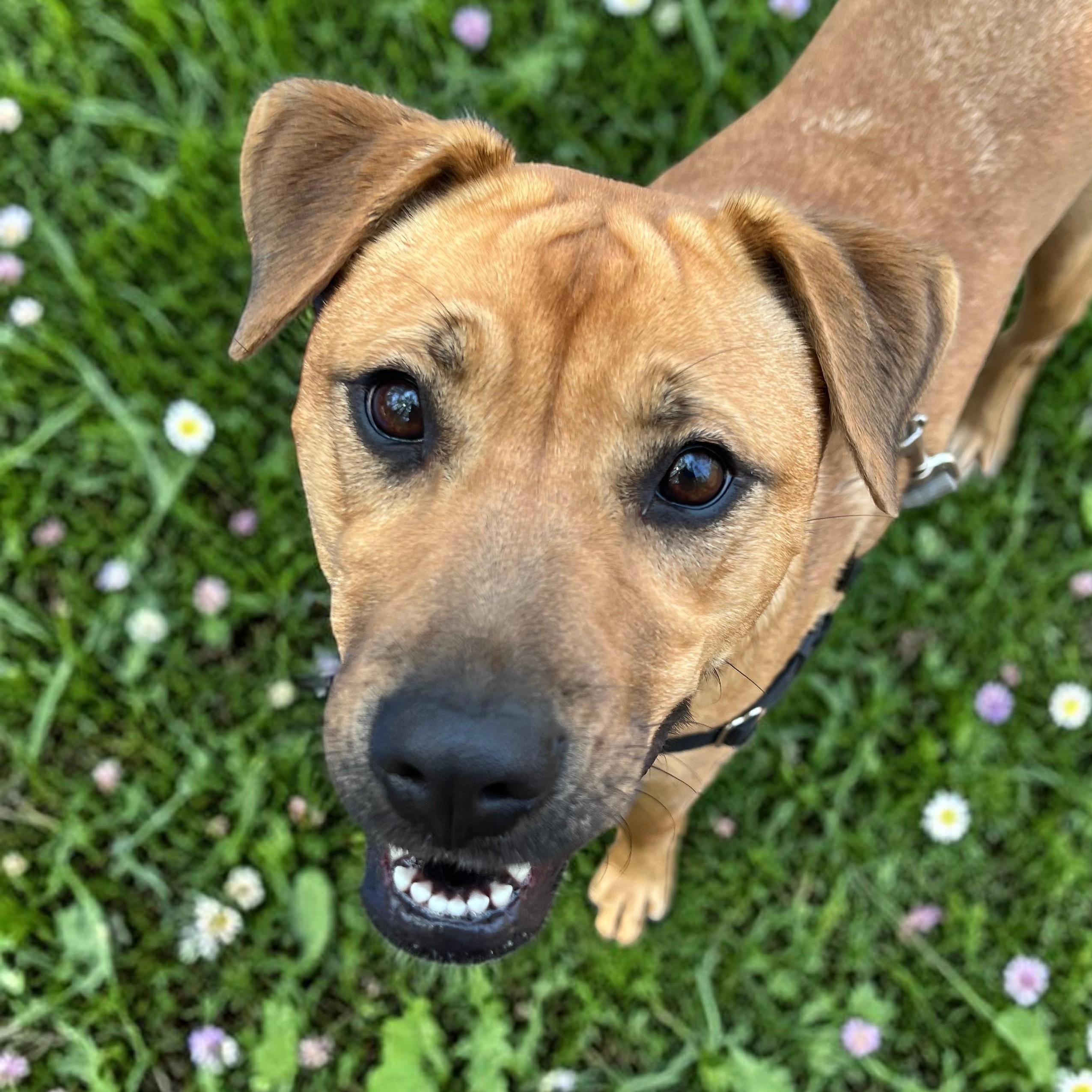 Enlarge Brandy , a ADOPTABLE mixed breed in Cedar Mountain, NC image 1/6