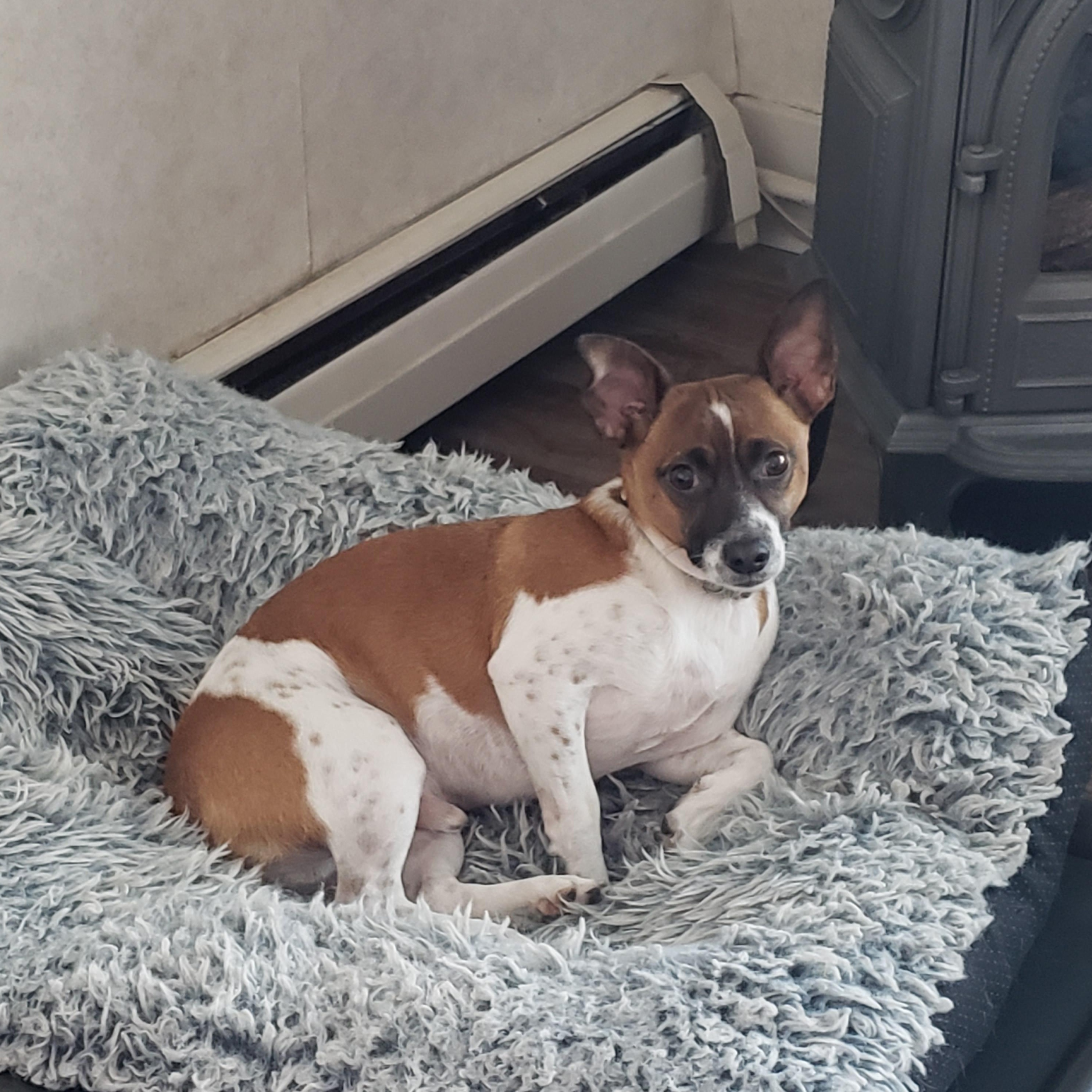 Enlarge Tony, a Adoptable mixed breed in Albany, NY image 4/6