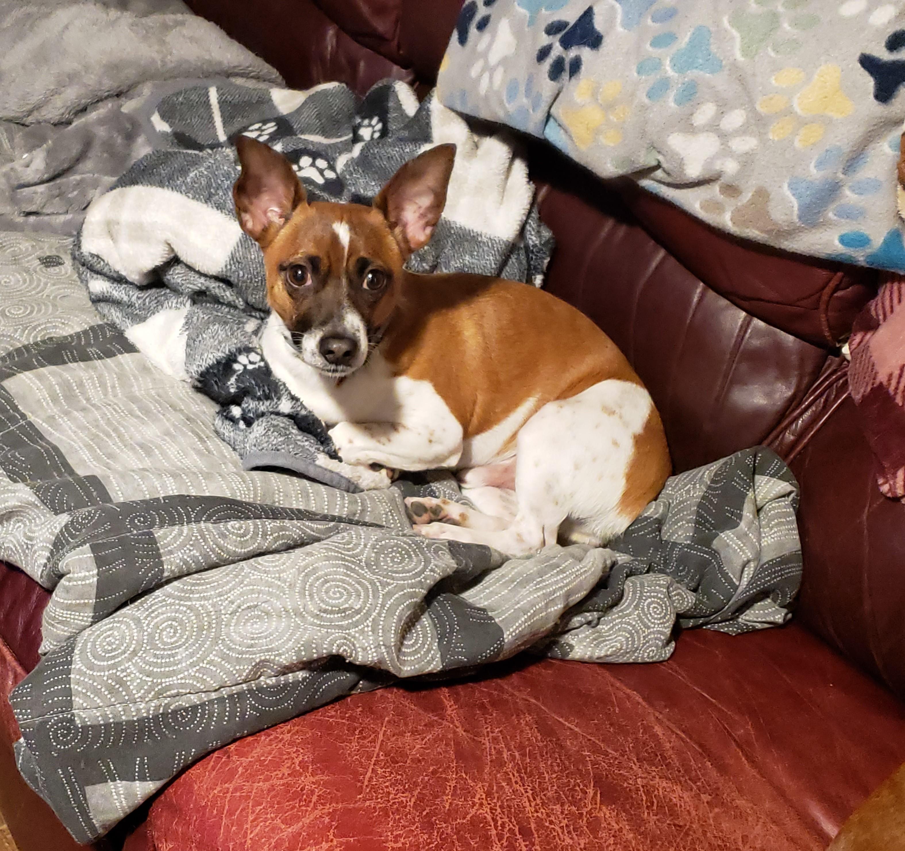 Enlarge Tony, a Adoptable mixed breed in Albany, NY image 6/6