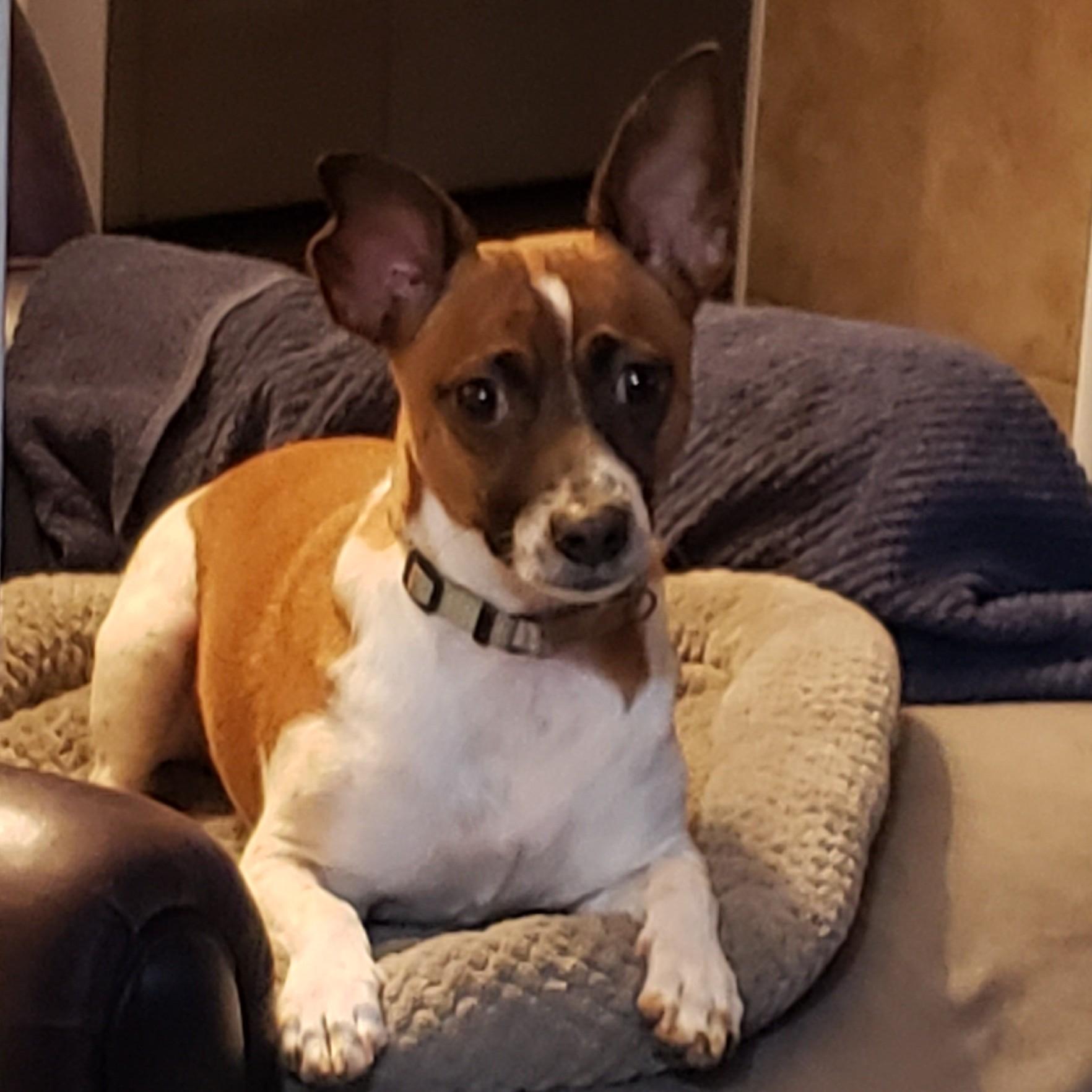 Tony, Adoptable, Adult Male Jack Russell Terrier.