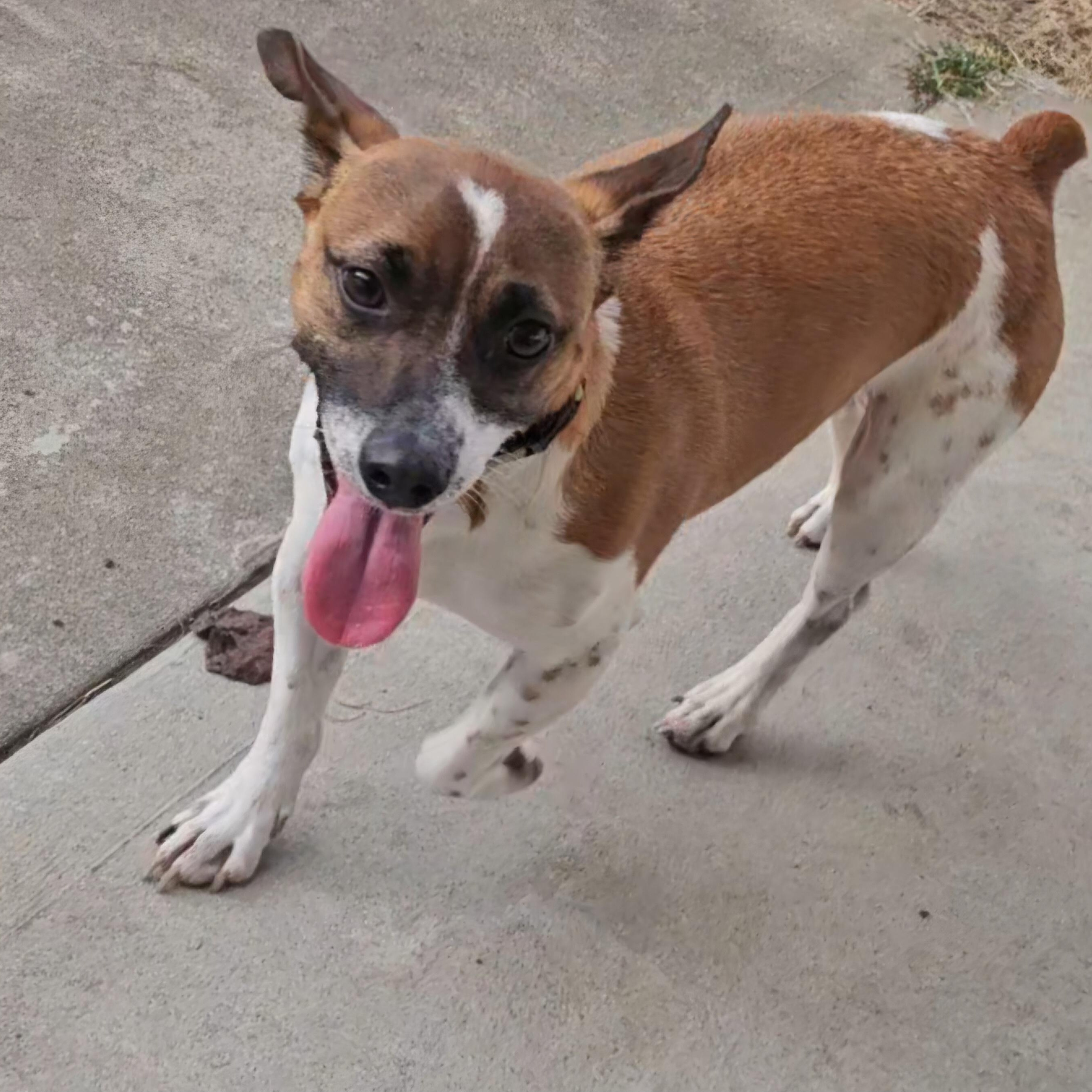 Enlarge Tony, a Adoptable mixed breed in Albany, NY image 2/6