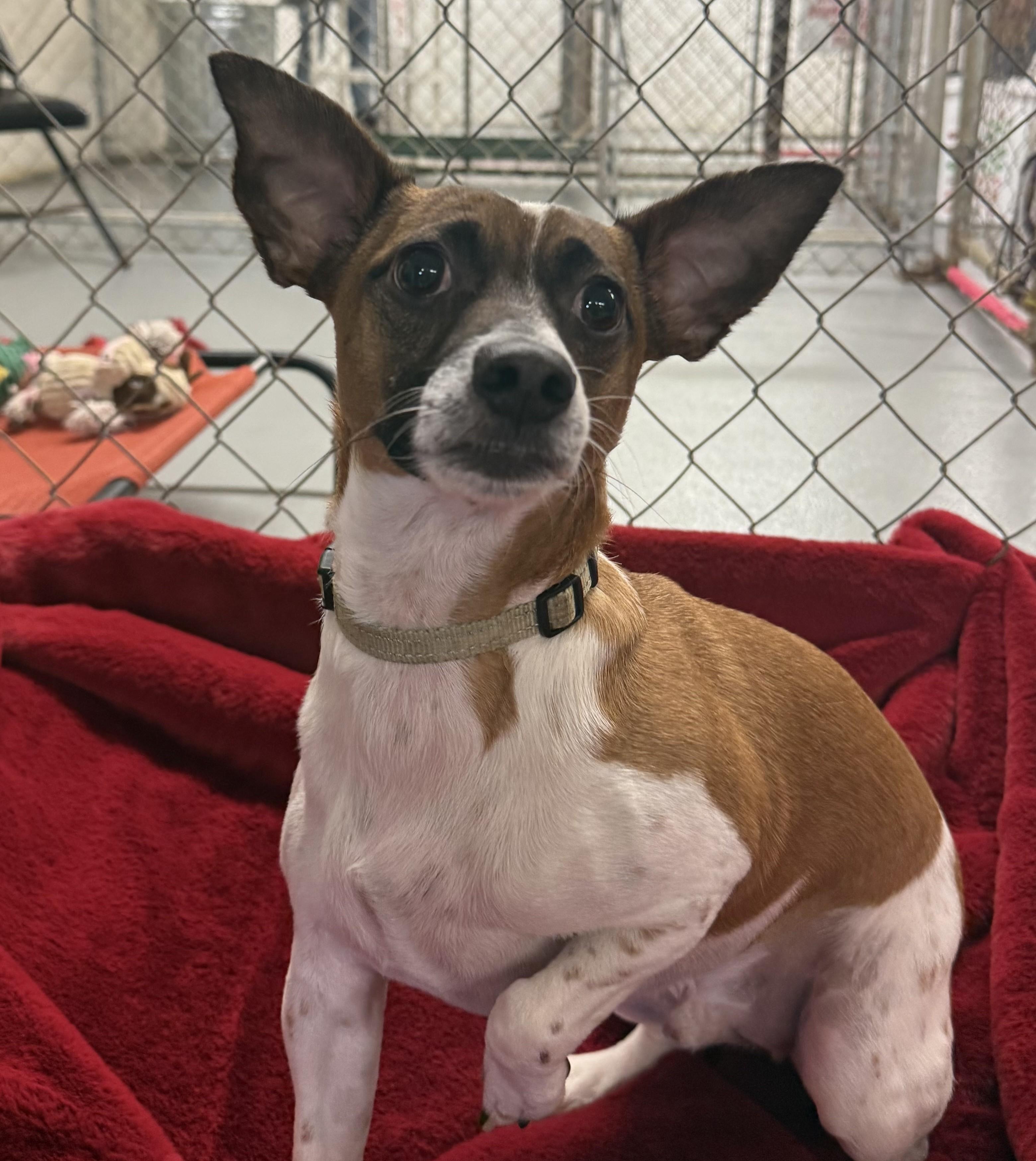 Enlarge Tony, a Adoptable mixed breed in Albany, NY image 4/6