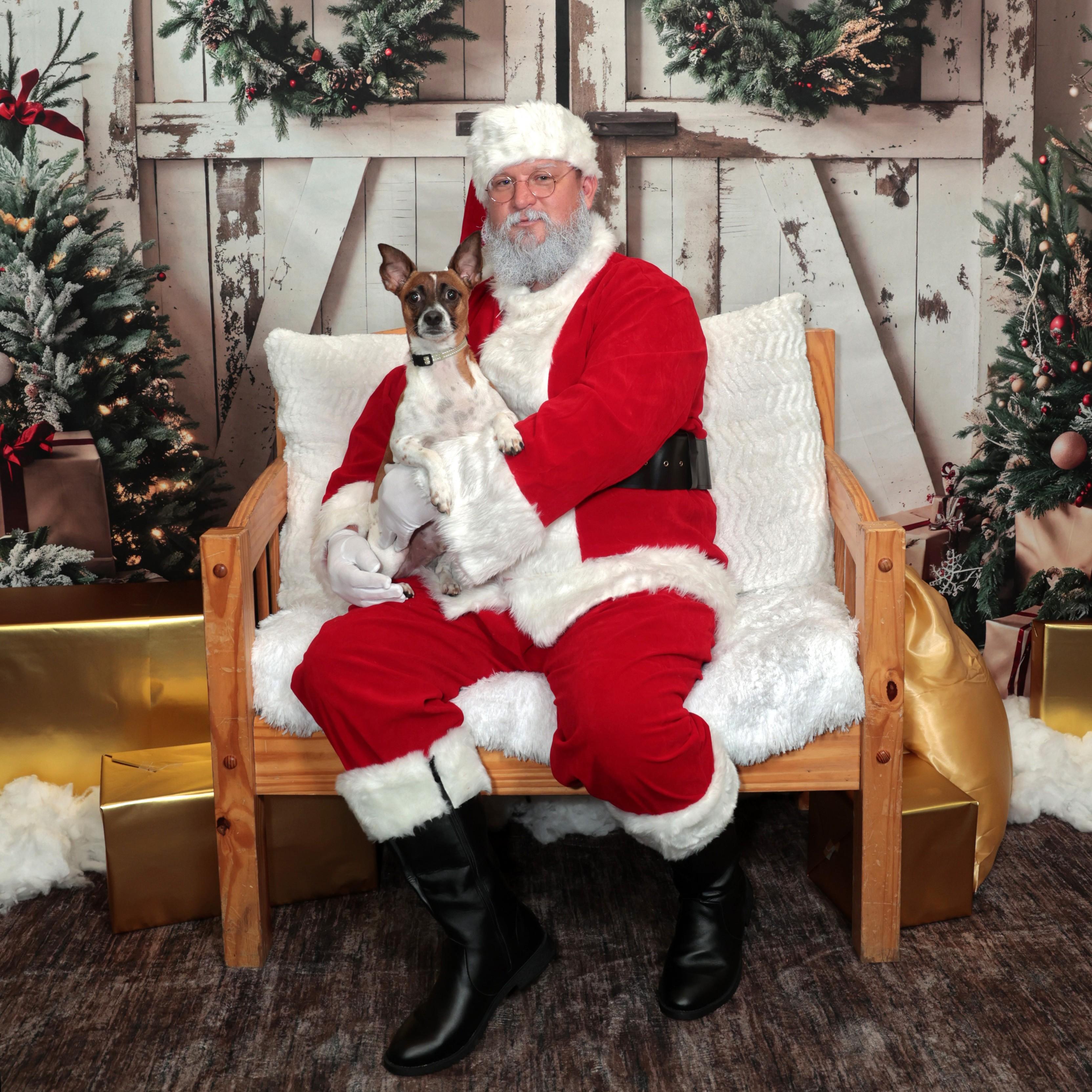 Tony, Adoptable, Adult Male Jack Russell Terrier.