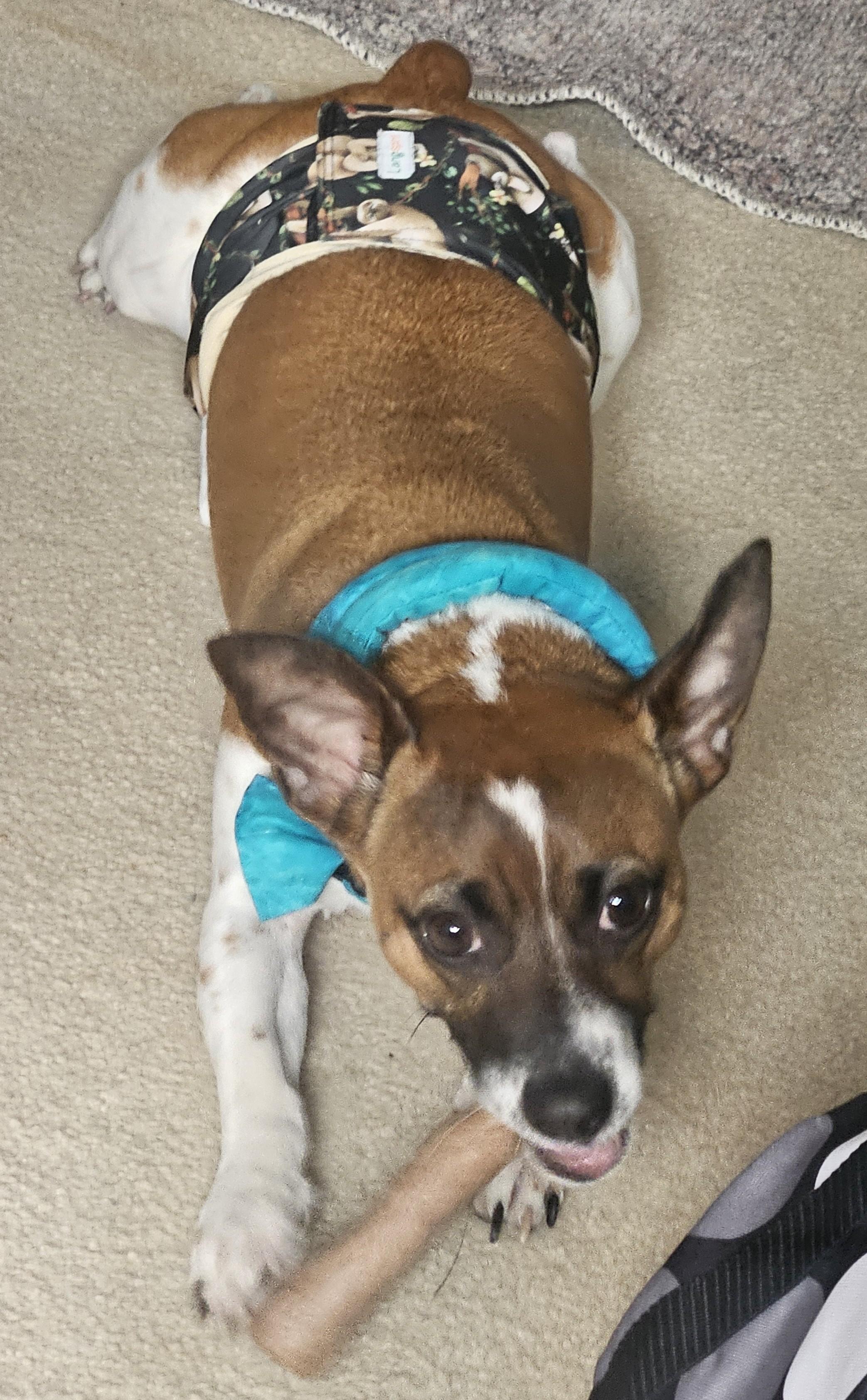 Enlarge Tony, a Adoptable mixed breed in Albany, NY image 4/6