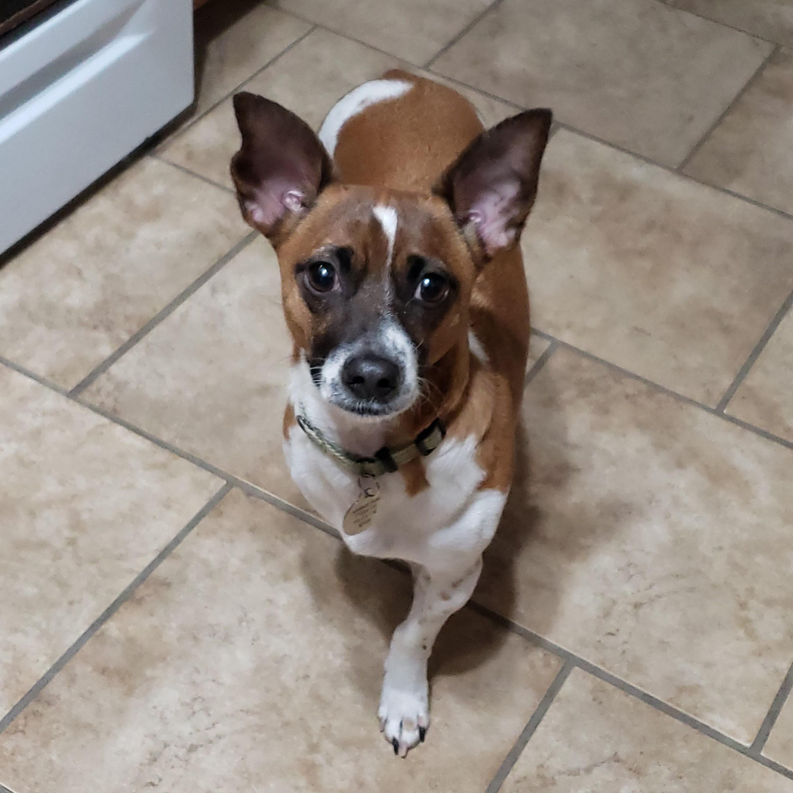 Enlarge Tony, a Adoptable mixed breed in Albany, NY image 3/6