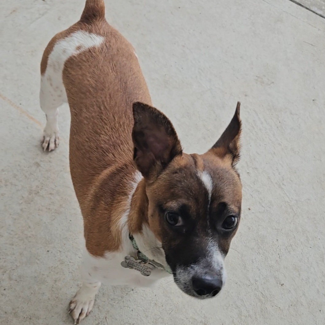 Enlarge Tony, a Adoptable mixed breed in Albany, NY image 6/6