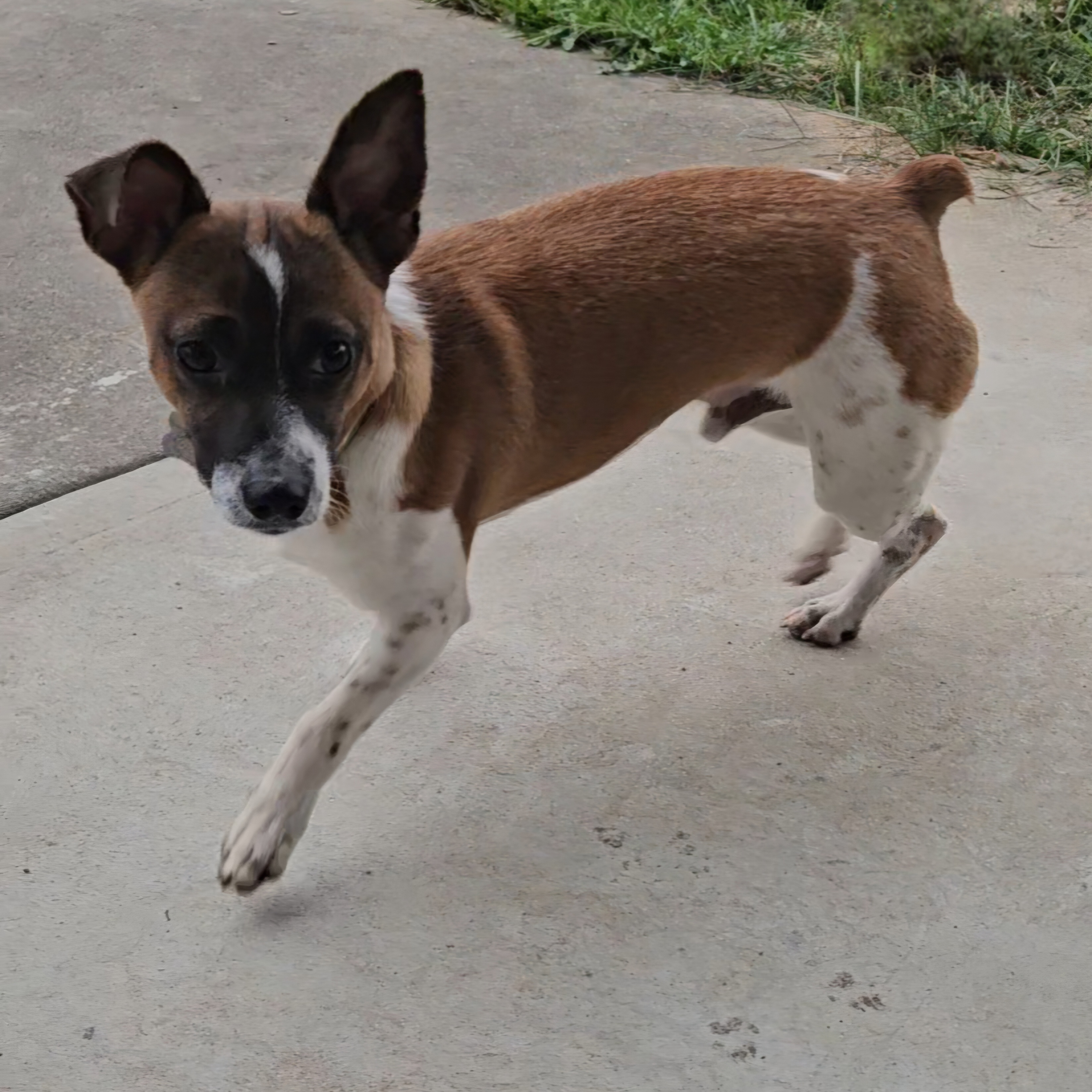 Enlarge Tony, a Adoptable mixed breed in Albany, NY image 5/6
