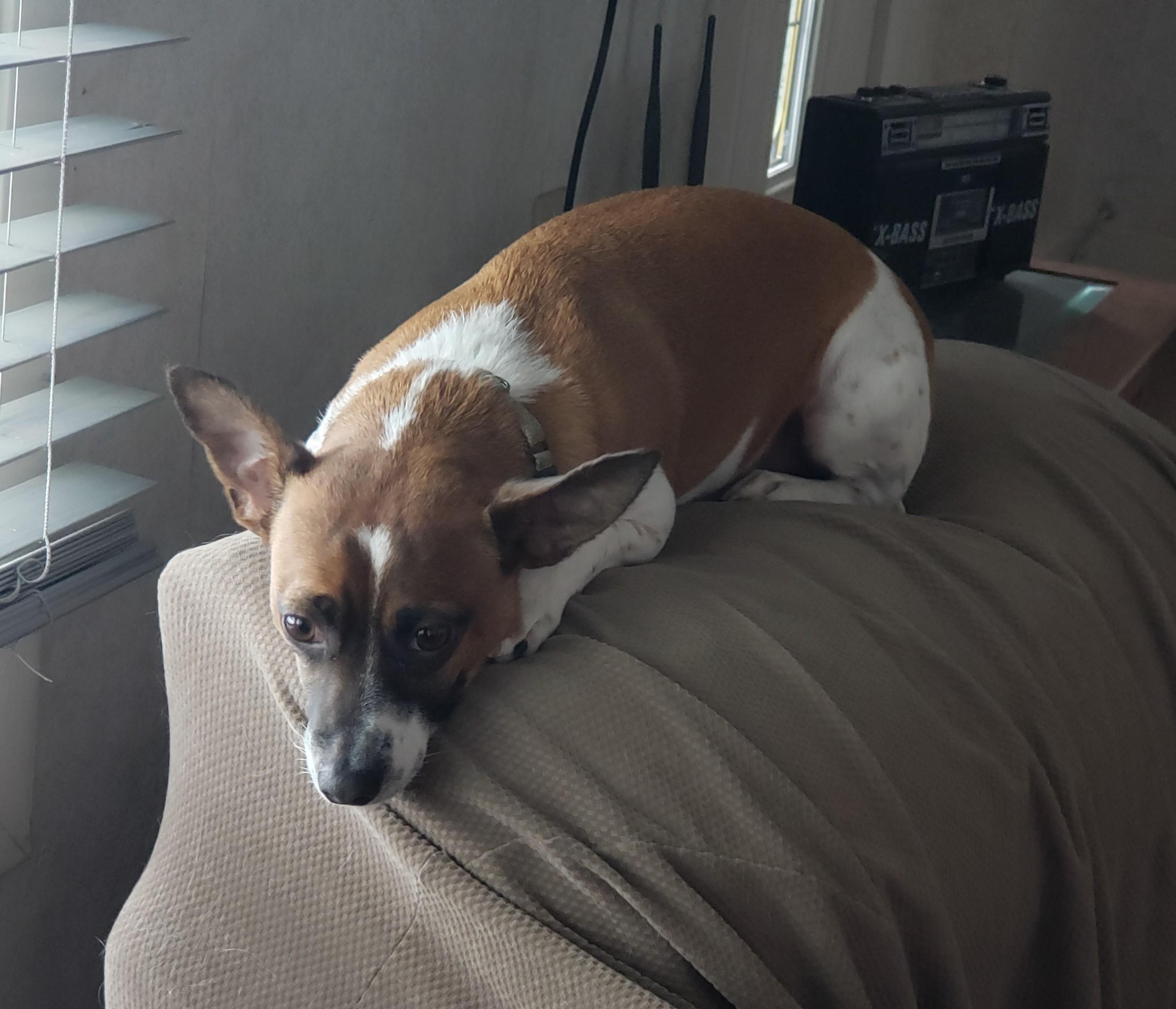 Enlarge Tony, a Adoptable mixed breed in Albany, NY image 5/6