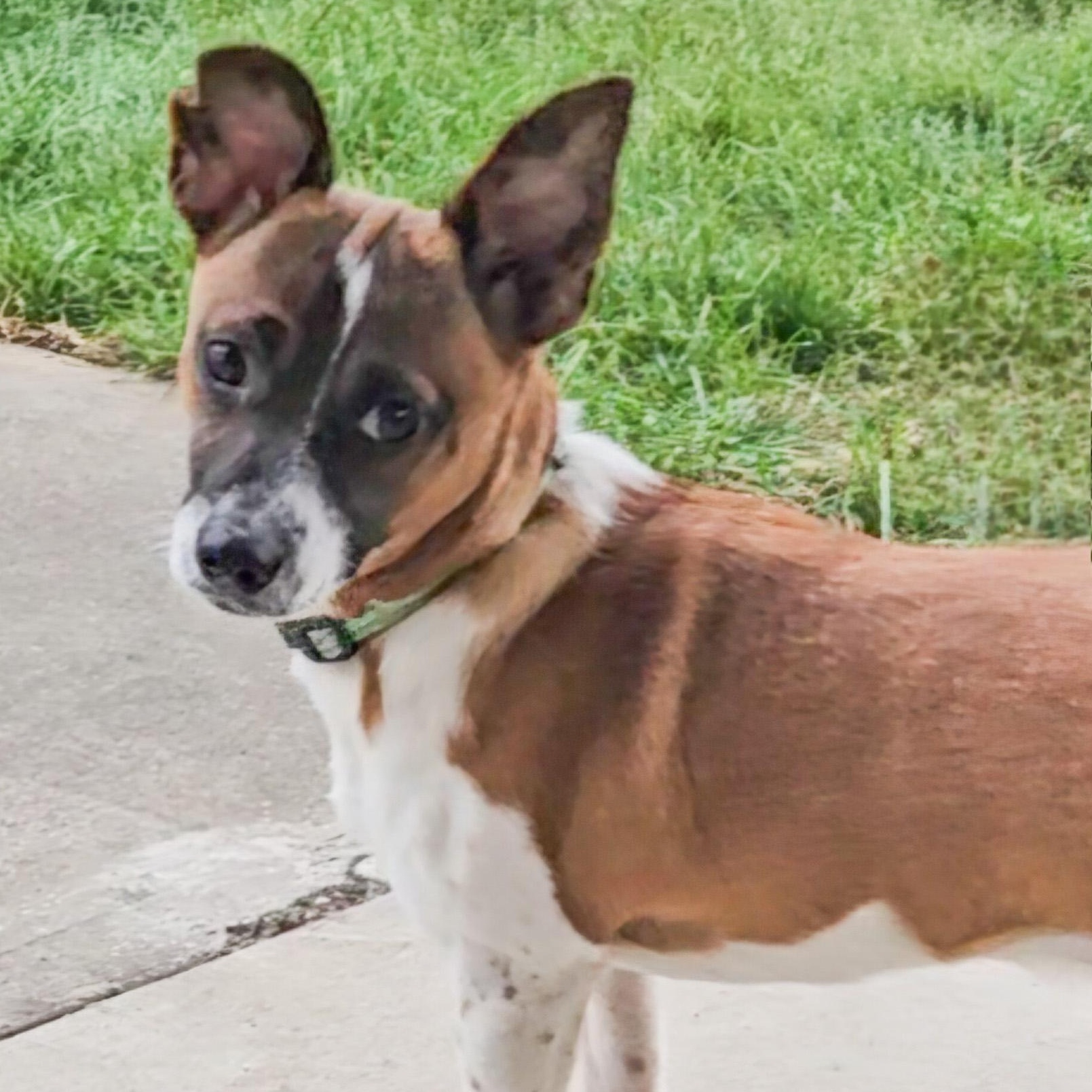 Tony, Adoptable, Adult Male Jack Russell Terrier.