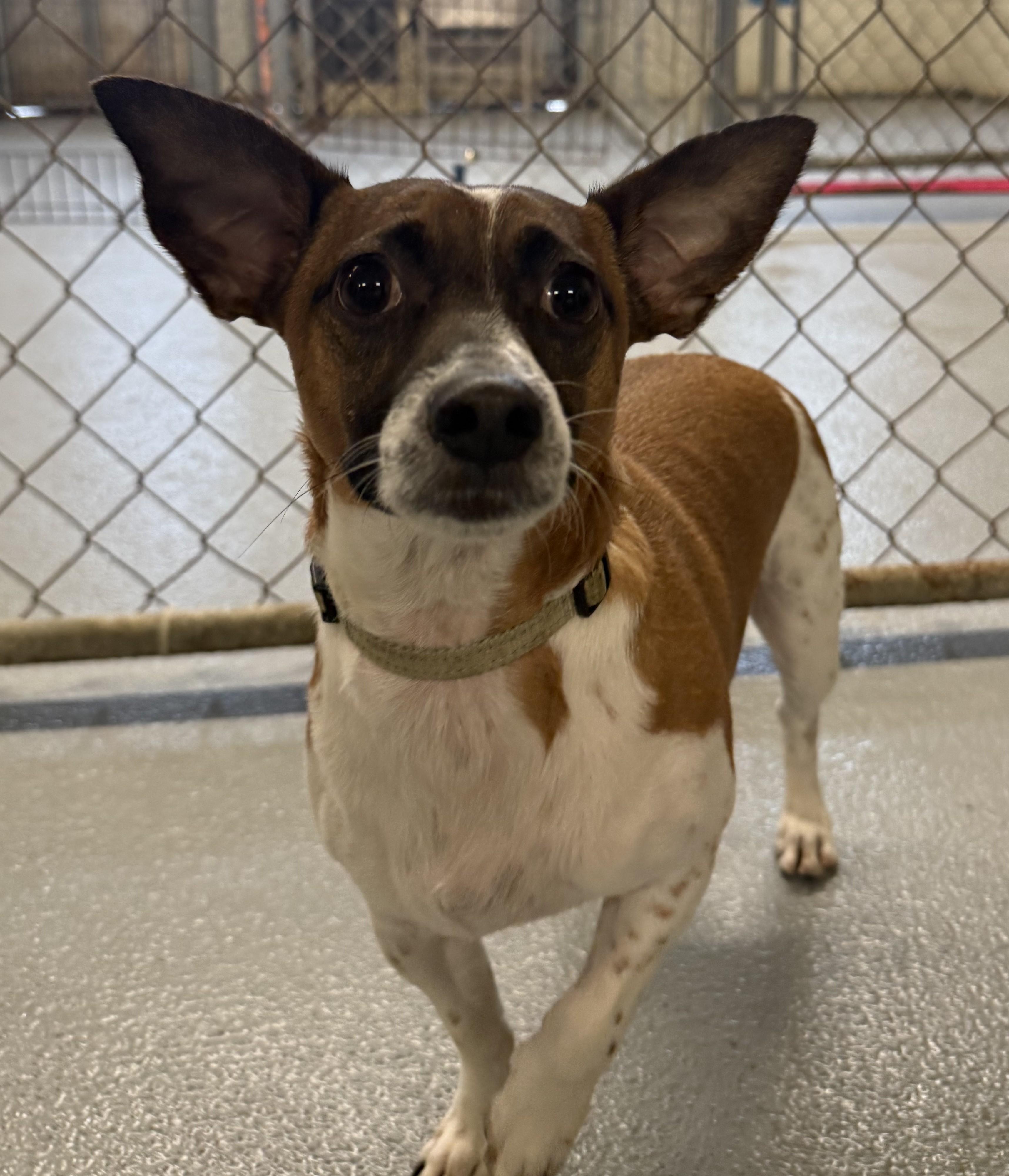 Enlarge Tony, a Adoptable mixed breed in Albany, NY image 5/6