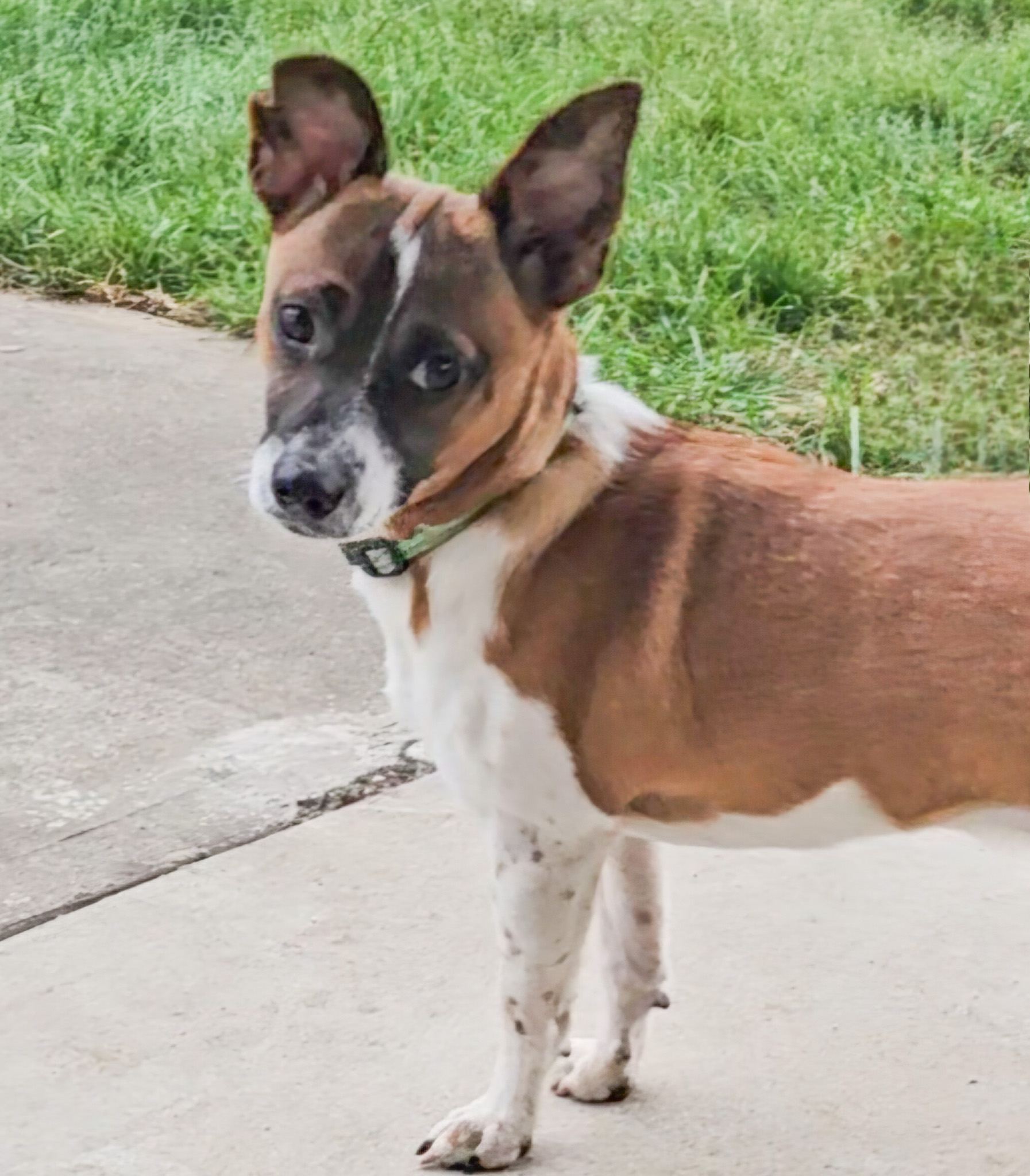 Enlarge Tony, a Adoptable mixed breed in Albany, NY image 3/6