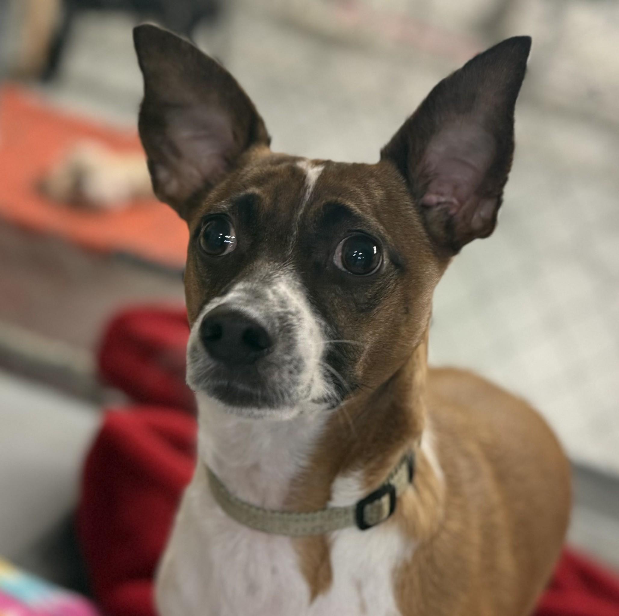 Enlarge Tony, a Adoptable mixed breed in Albany, NY image 2/6