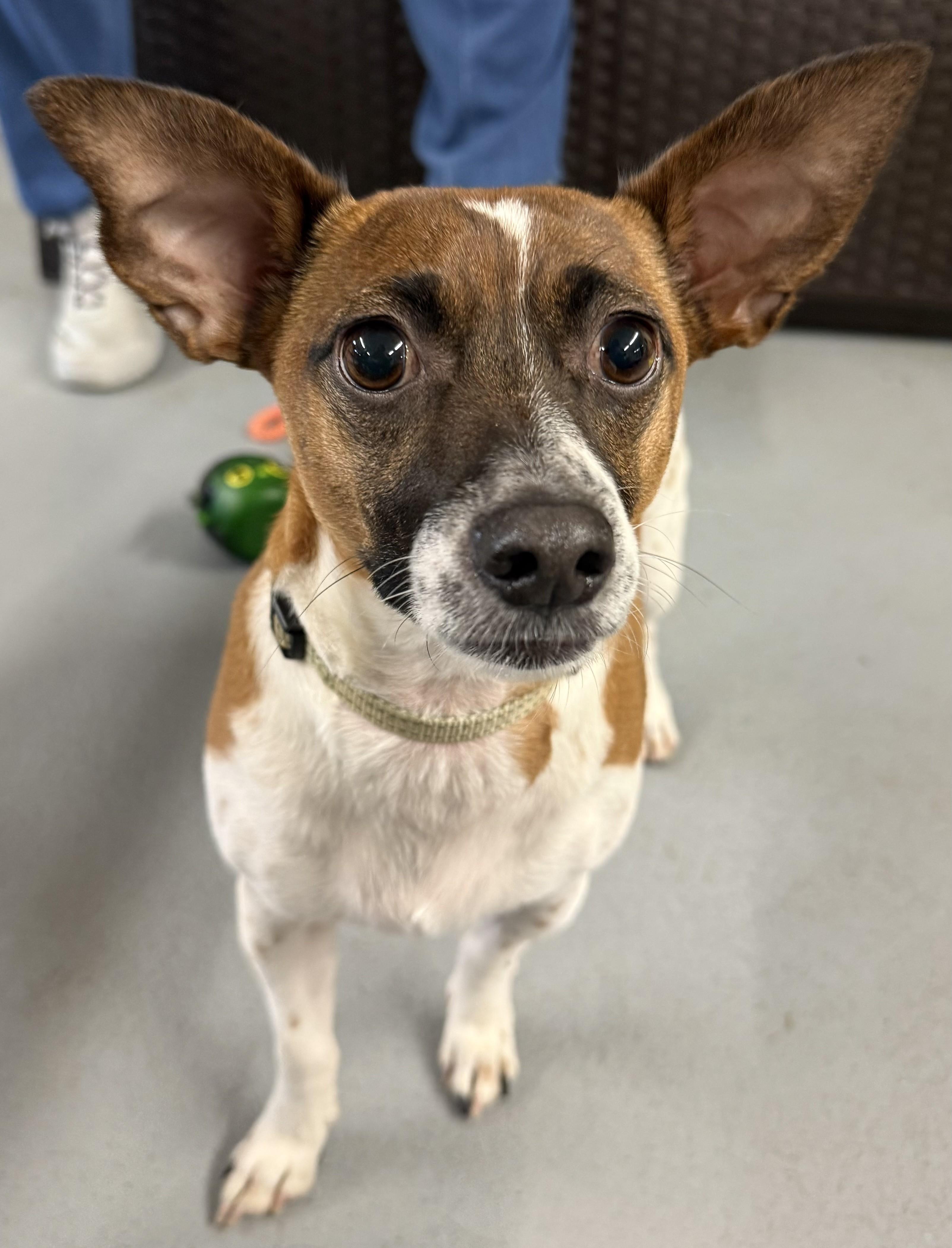 Enlarge Tony, a Adoptable mixed breed in Albany, NY image 3/6