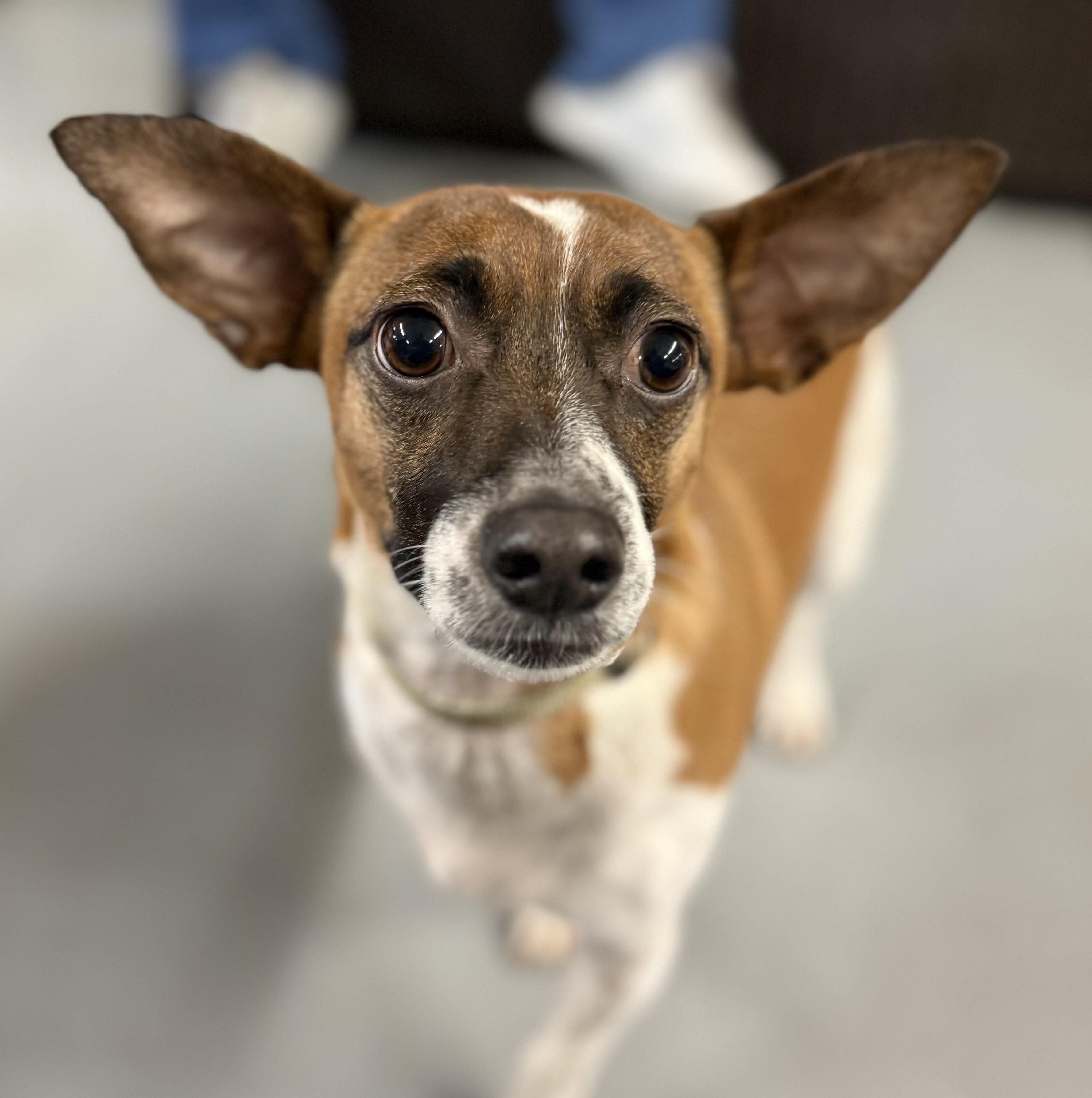 Enlarge Tony, a Adoptable mixed breed in Albany, NY image 6/6