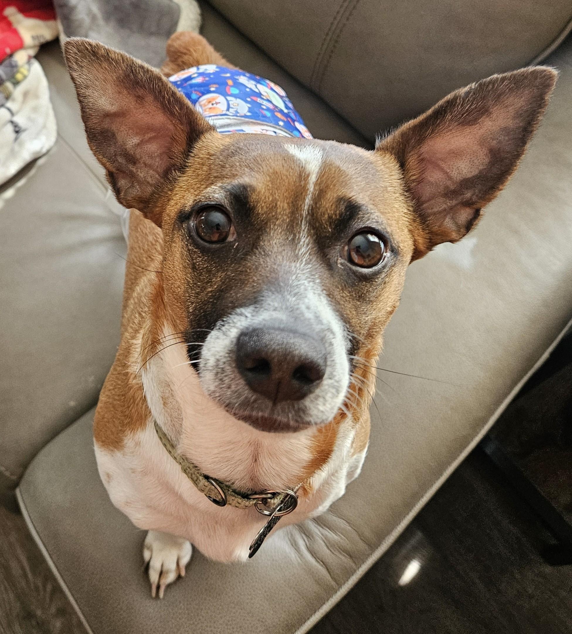 Tony, Adoptable, Adult Male Jack Russell Terrier.