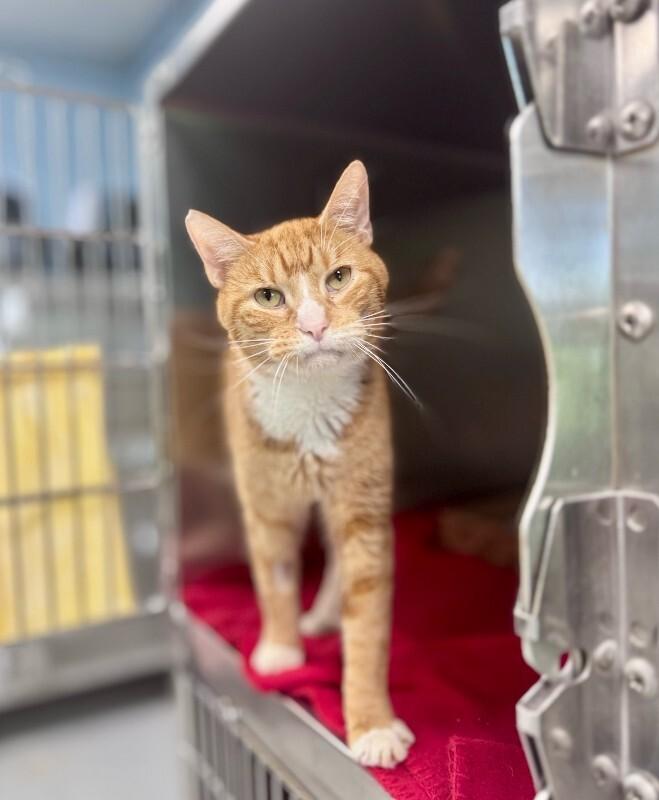 The Doctor, Adoptable, Adult Male Domestic Short Hair.