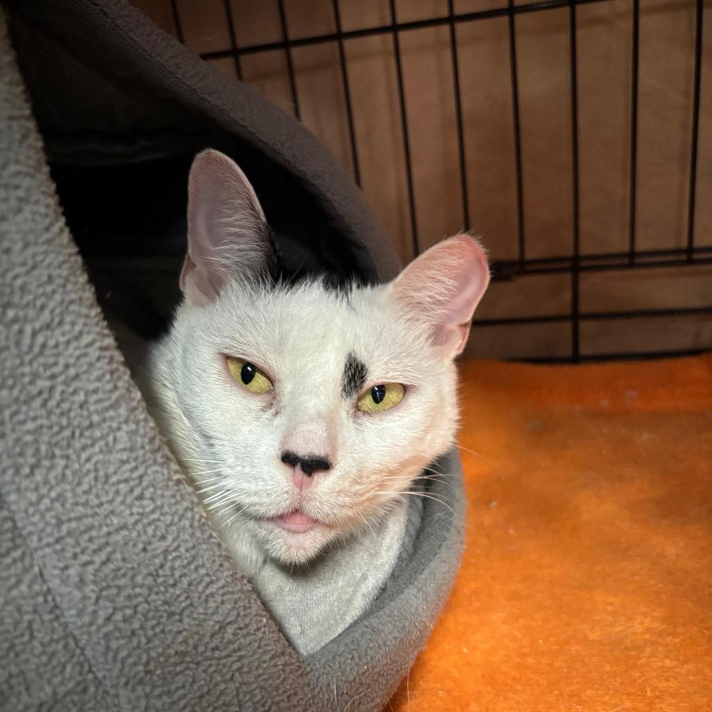 Enlarge Foxy, a Adoptable Domestic Short Hair in New York, NY image 1/6