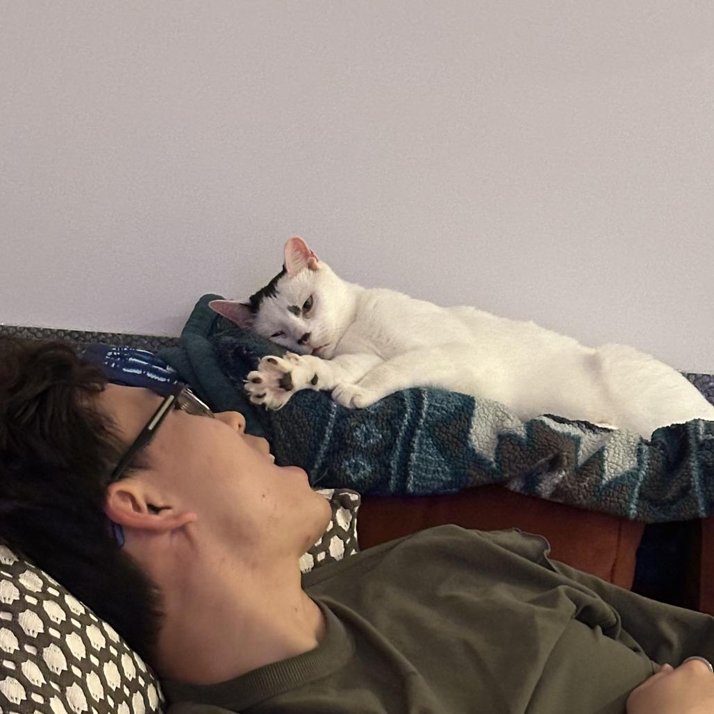 Enlarge Foxy, a Adoptable Domestic Short Hair in New York, NY image 2/6