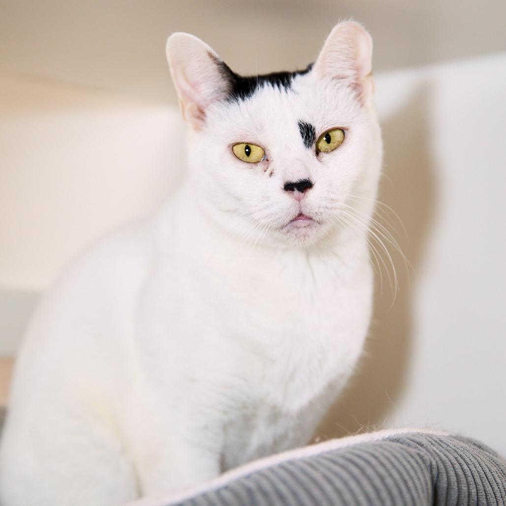 Enlarge Foxy, a Adoptable Domestic Short Hair in New York, NY image 3/6