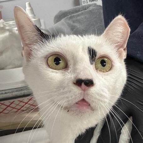 Enlarge Foxy, a Adoptable Domestic Short Hair in New York, NY image 4/6