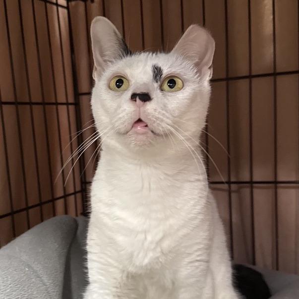 Enlarge Foxy, a Adoptable Domestic Short Hair in New York, NY image 5/6