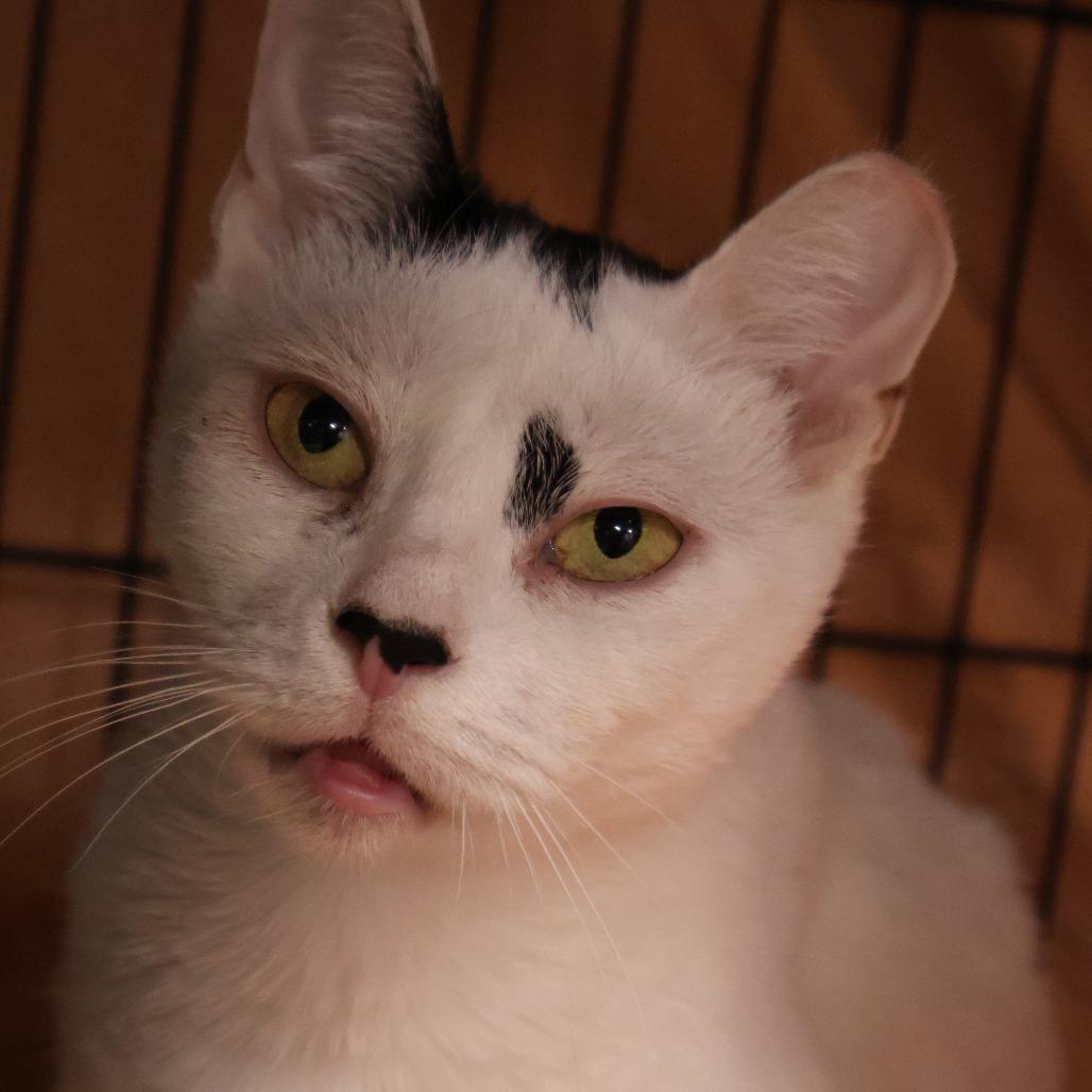 Enlarge Foxy, a Adoptable Domestic Short Hair in New York, NY image 6/6