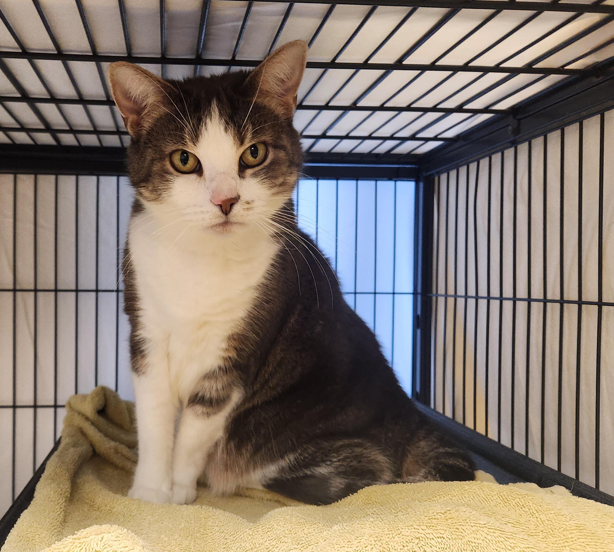 Enlarge Mary, a ADOPTABLE Domestic Short Hair in Clayton, NJ image 1/1