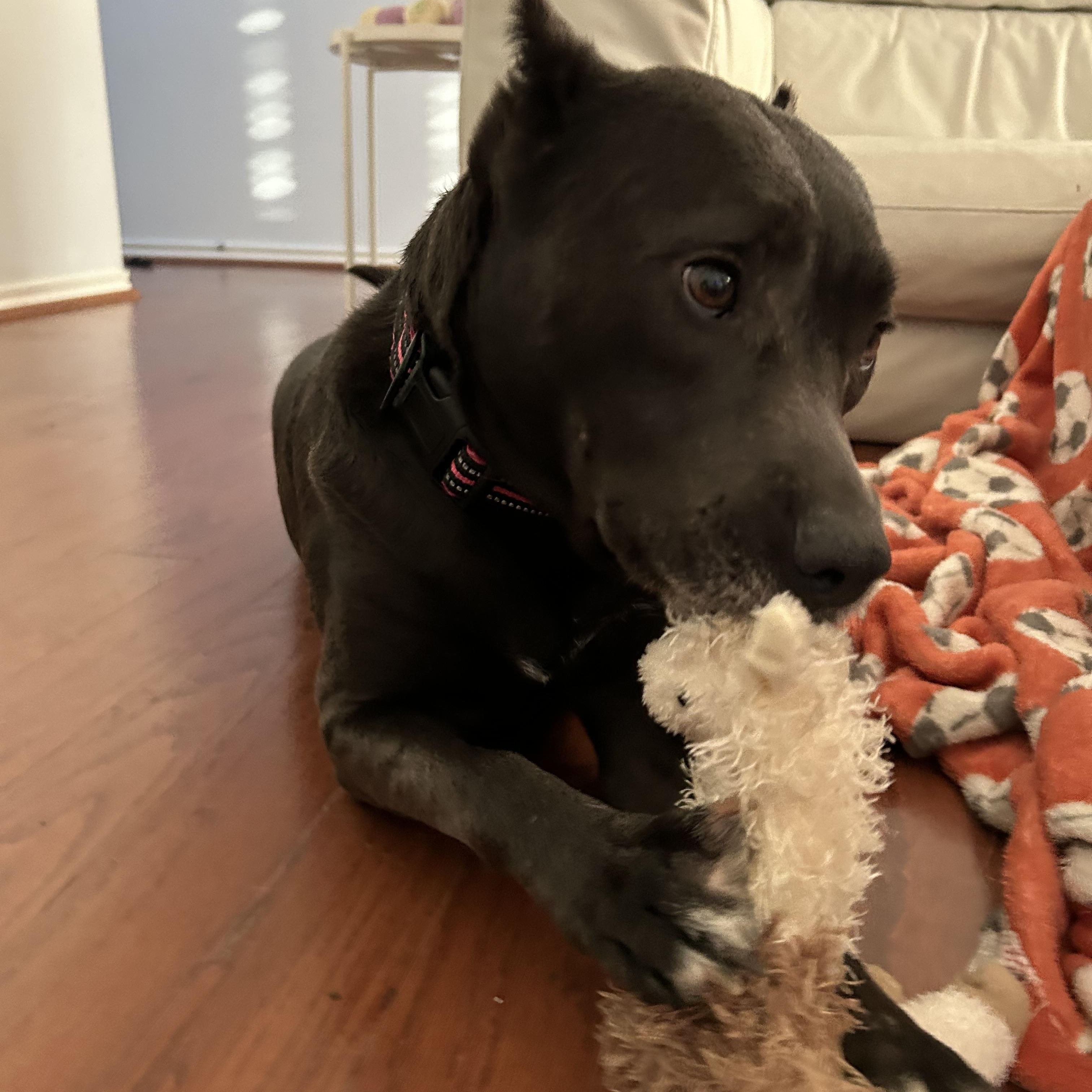 Dog for adoption PANDORA, an American Staffordshire Terrier & Cane Corso Mix in Rocky Hill, CT