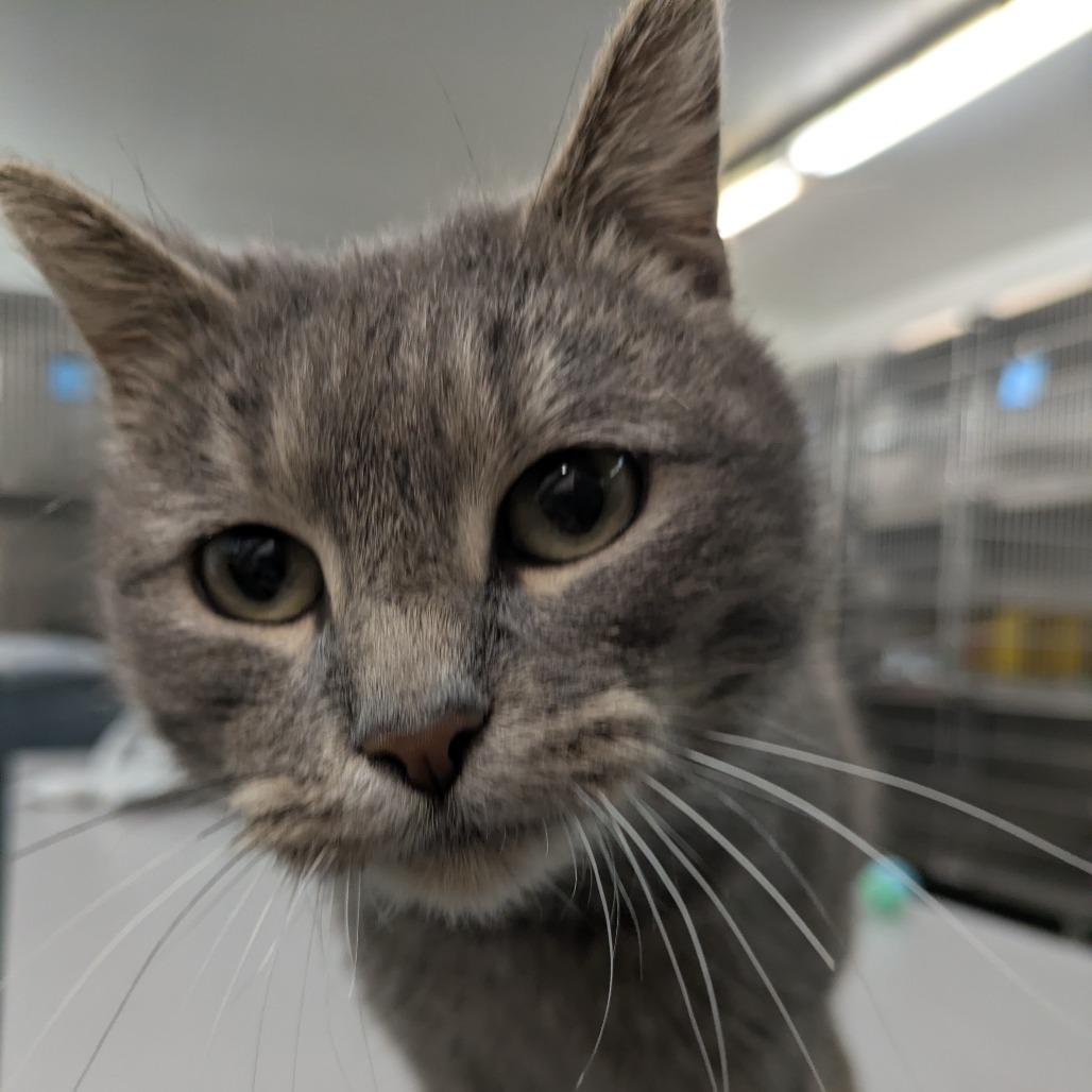 Enlarge Meep, a Adoptable Domestic Short Hair in Manhattan, KS image 1/3