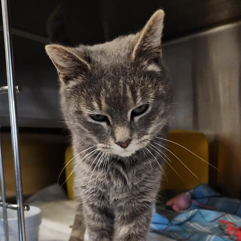 Enlarge Meep, a Adoptable Domestic Short Hair in Manhattan, KS image 3/3