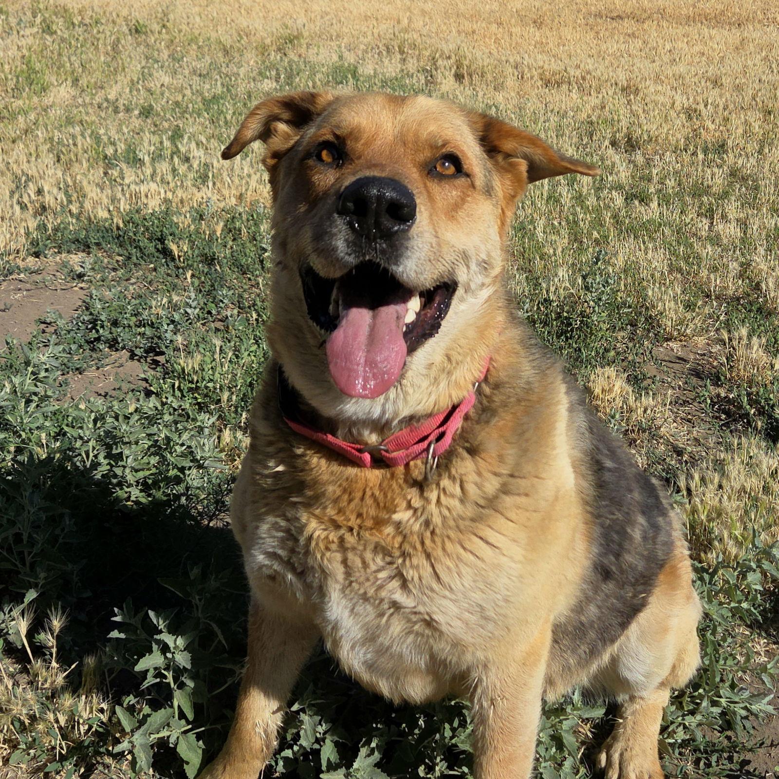 Renegade, a Adoptable mixed breed in Yreka, CA image 2/6