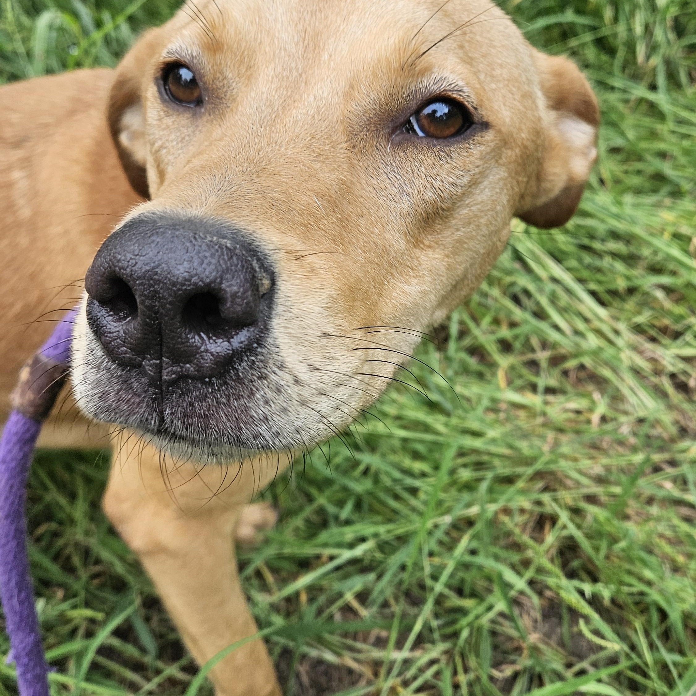 Enlarge Birch - CO, a Adoptable mixed breed in Denver, CO image 1/6
