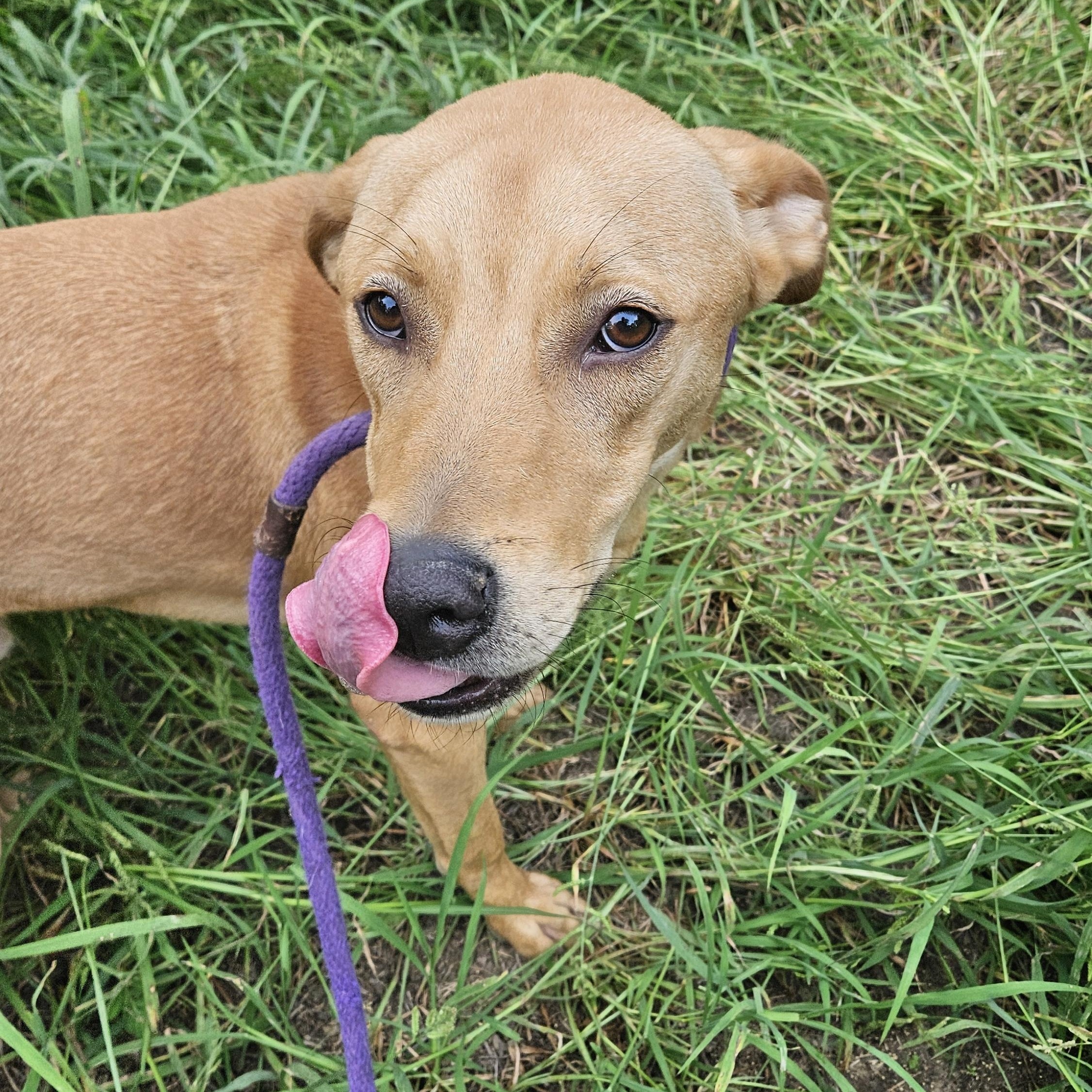 Enlarge Birch - CO, a Adoptable mixed breed in Denver, CO image 3/6