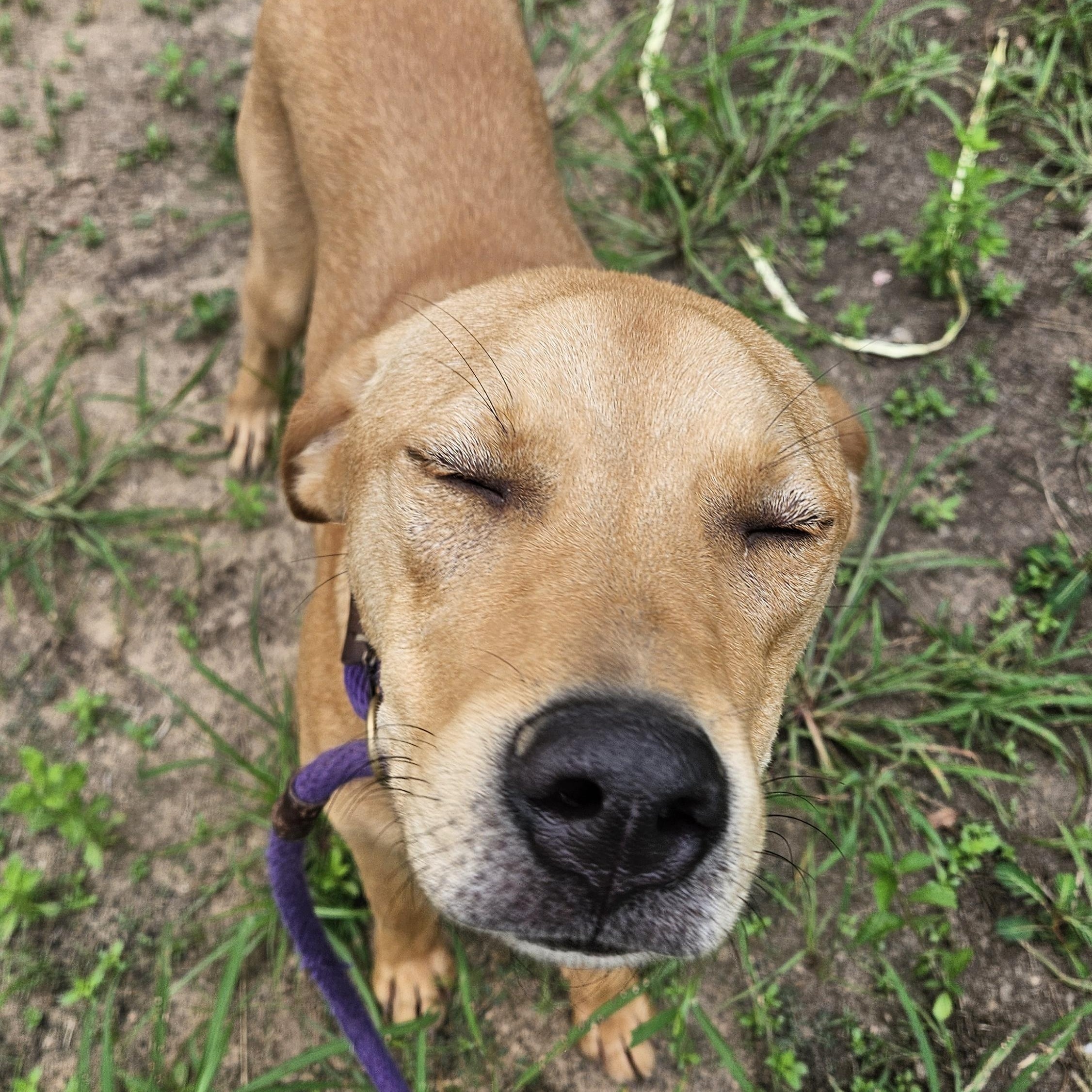 Enlarge Birch - CO, a Adoptable mixed breed in Denver, CO image 6/6