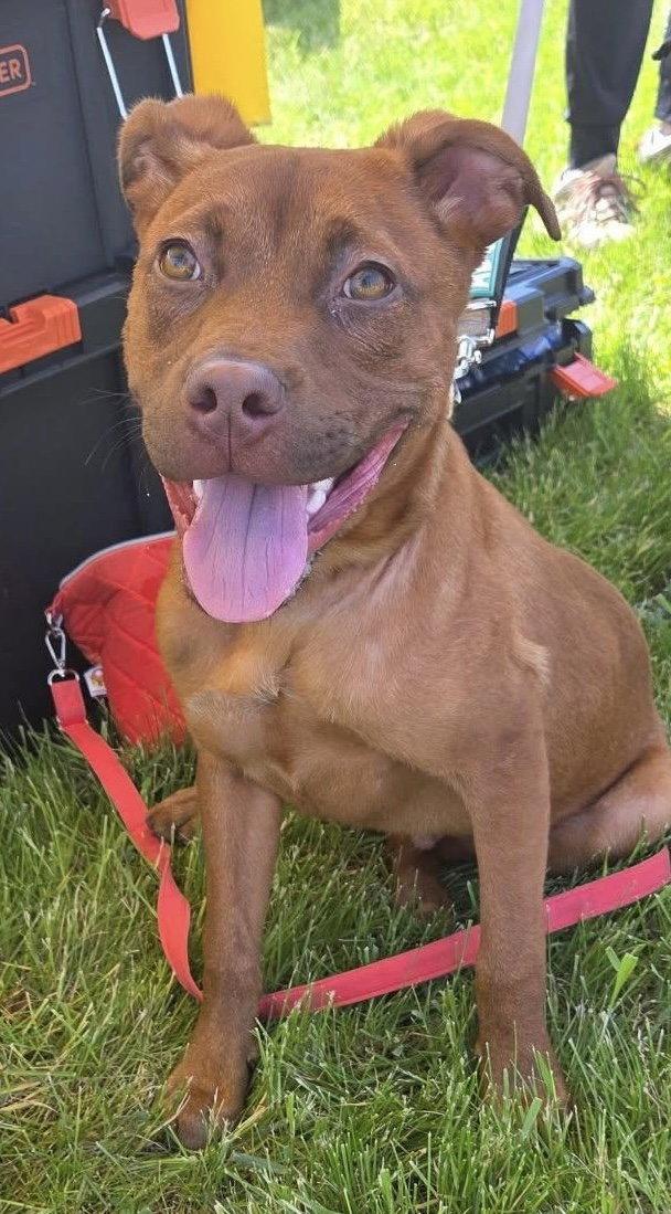 Red, a Adopted Shepherd in Tonawanda, NY image 1/3
