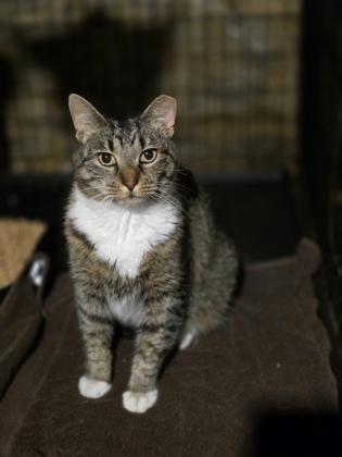 Enlarge Juice Newton, a Adoptable mixed breed in Berwick, PA image 1/1