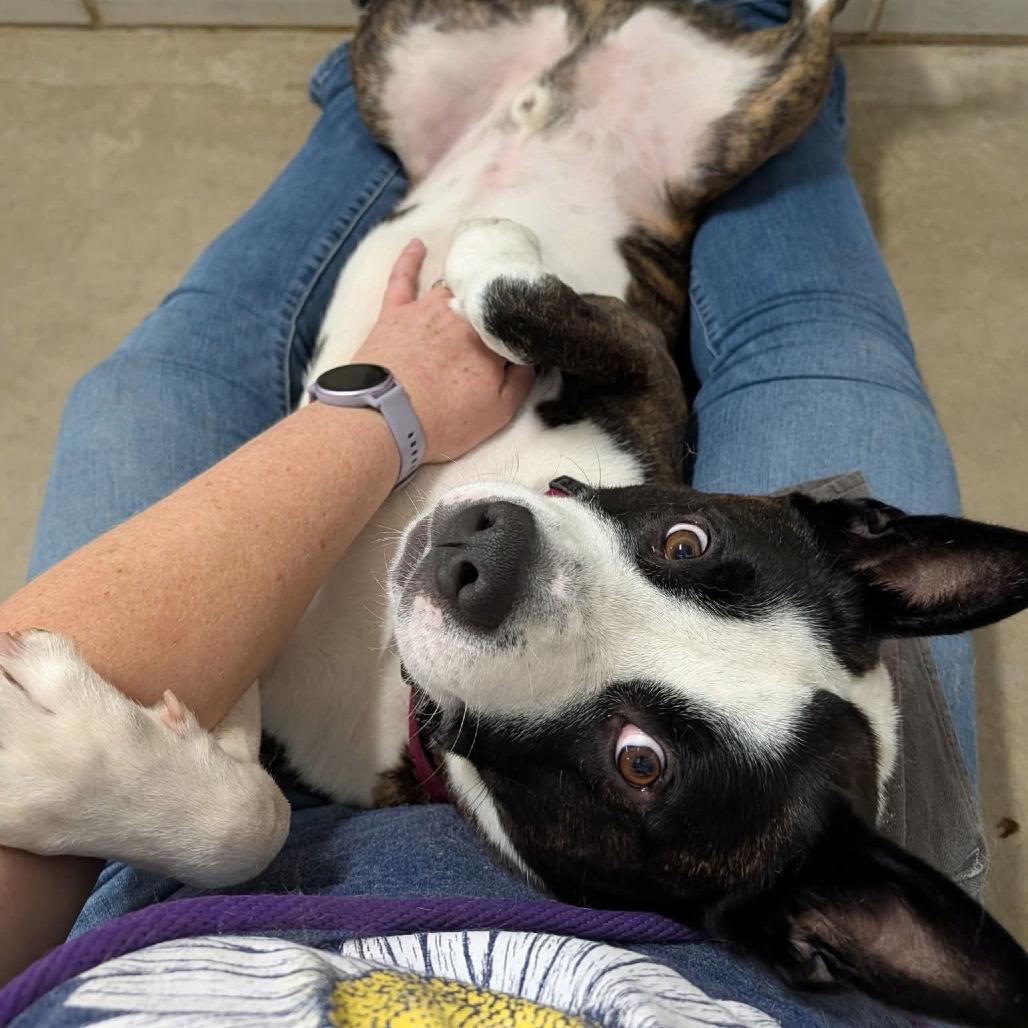 Pepper, Adoptable, Adult Male Akita & Mixed Breed.